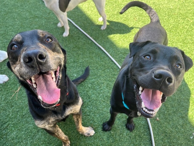 Dogtopia of Brick - Brick Township, NJ