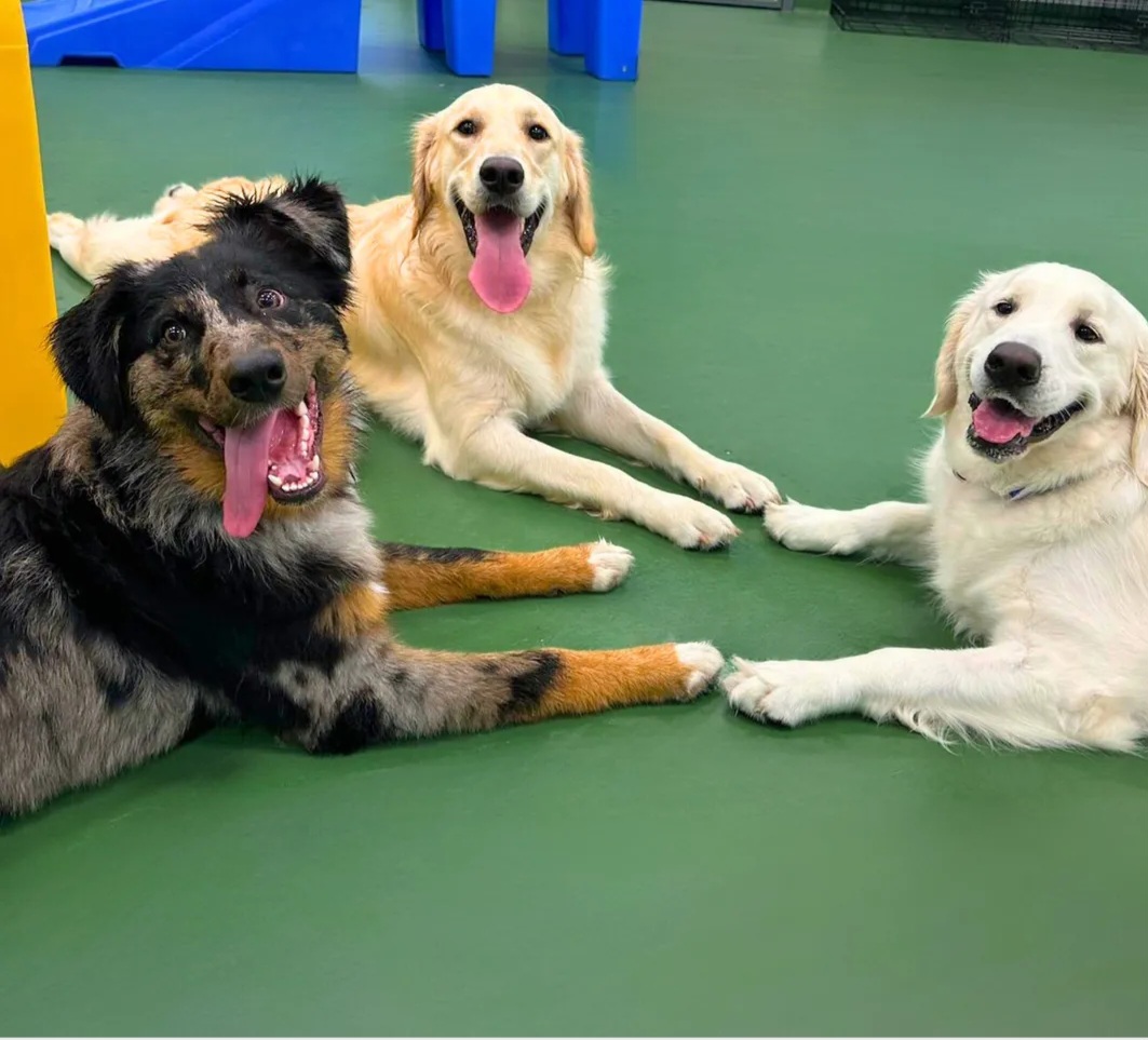 Dogtopia of Brick - Brick Township, NJ