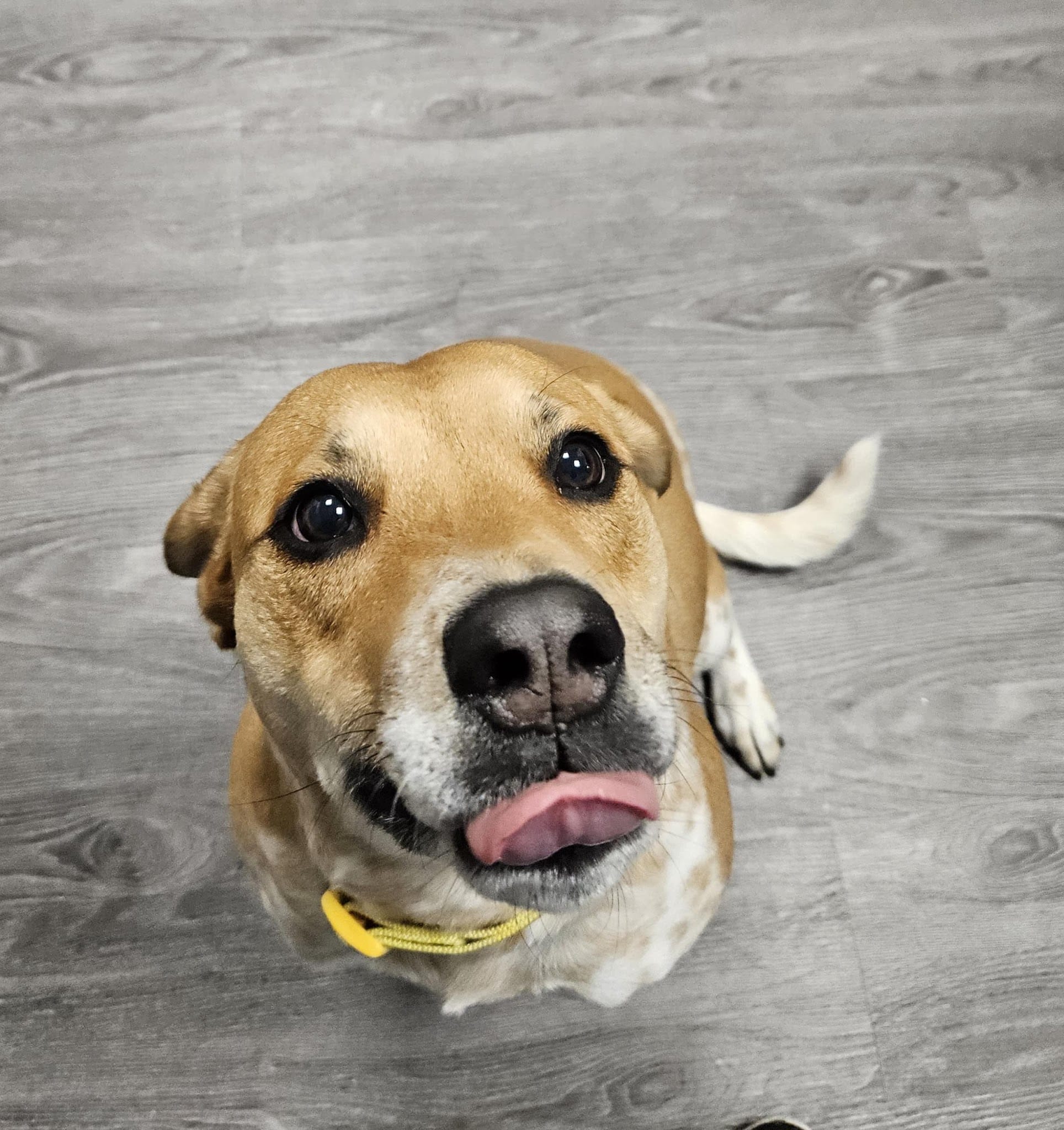 Dogtopia of Brick - Brick Township, NJ