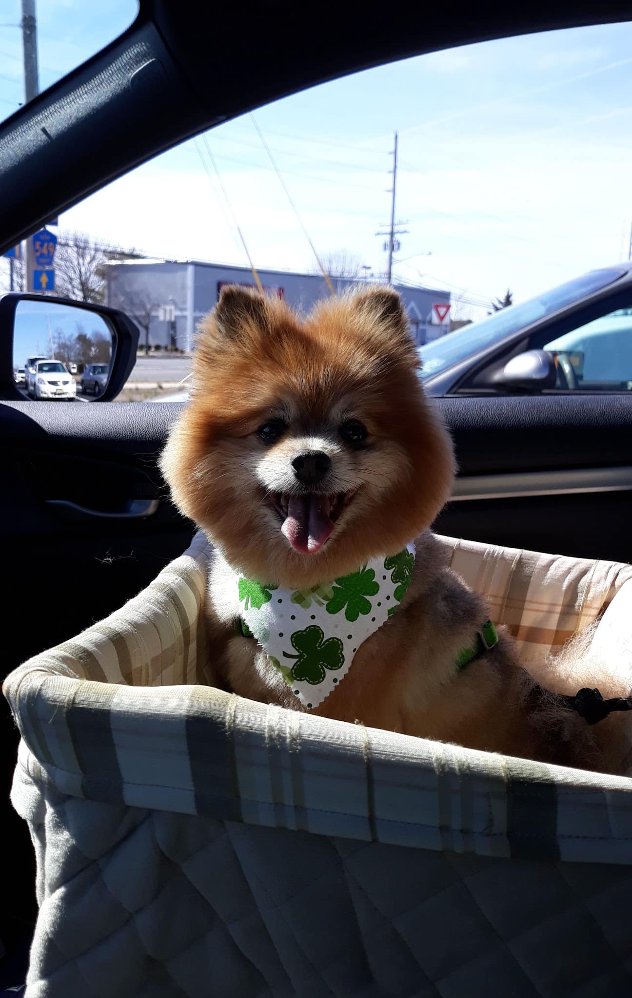 The Pooch Salon - Brick Township, NJ