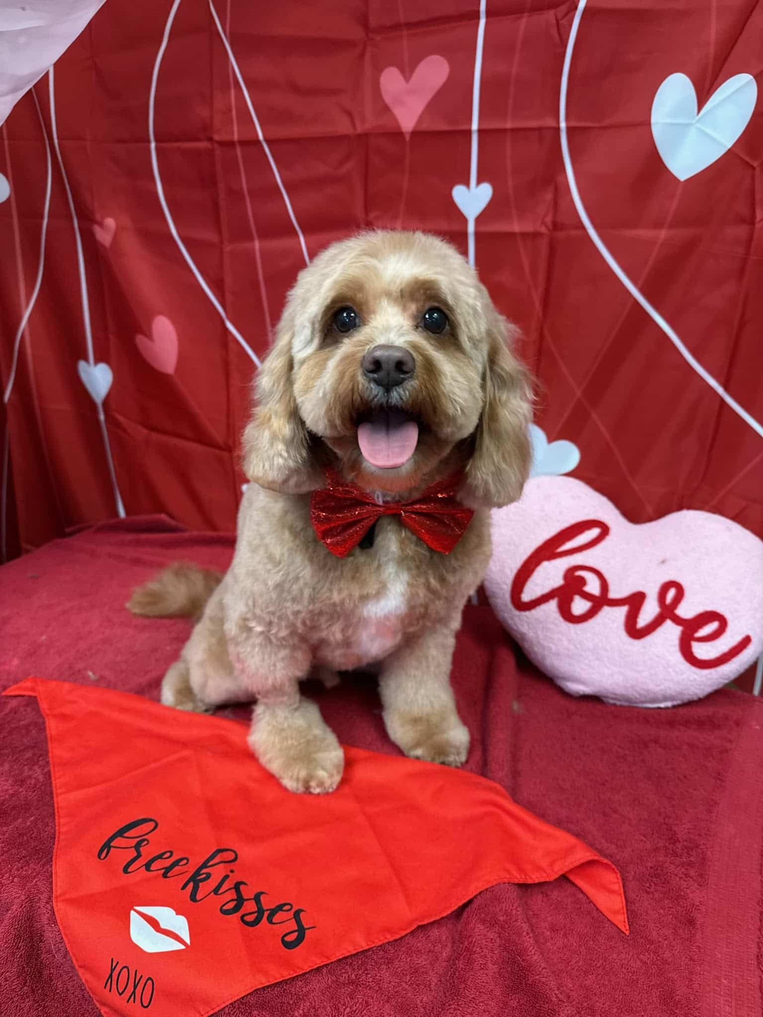 The Pooch Salon - Brick Township, NJ