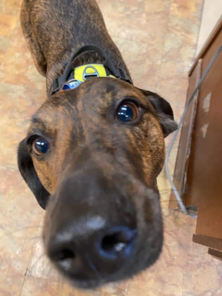 The Pooch Salon - Brick Township, NJ