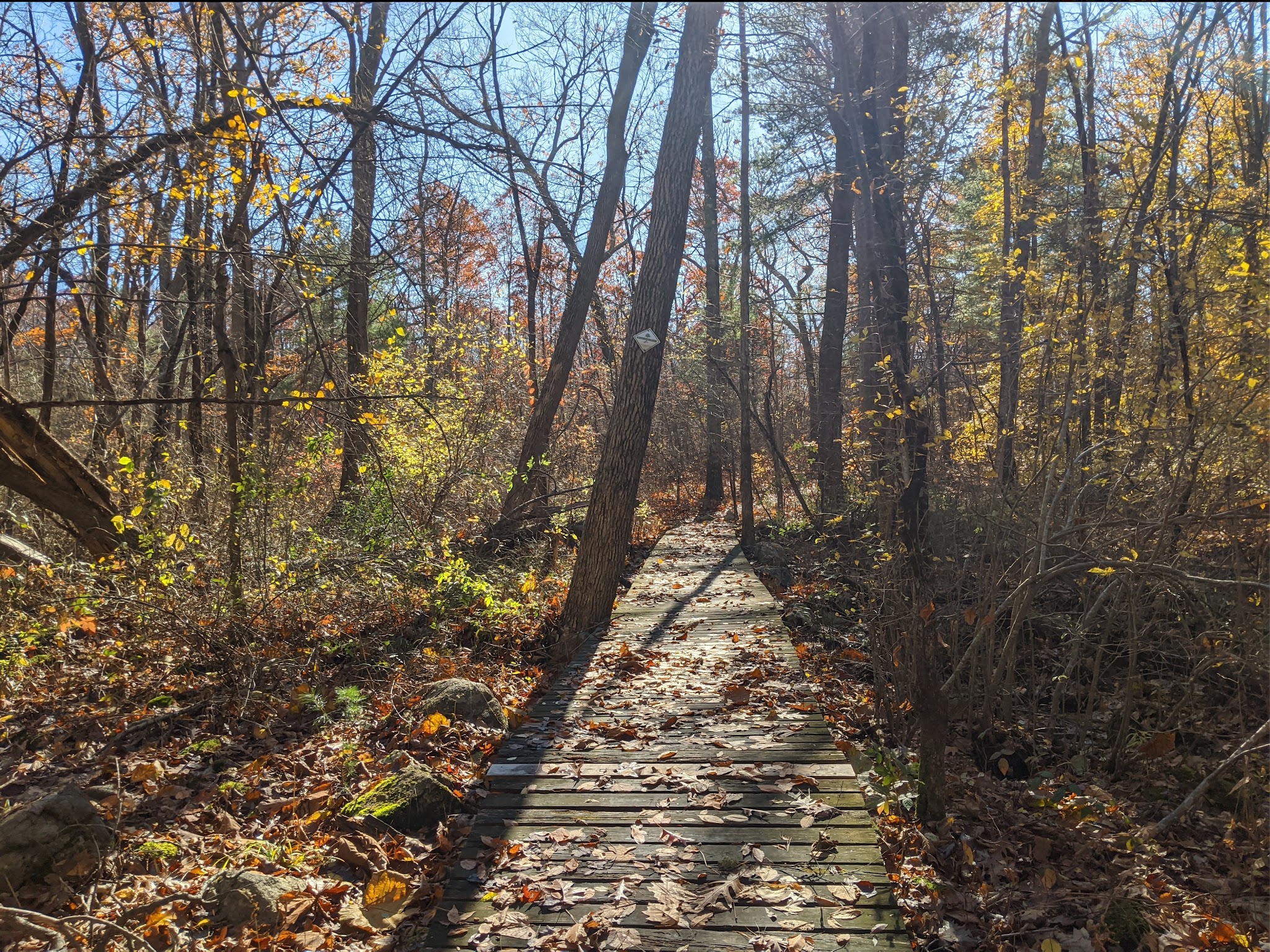 Wildlands Trust - Brockton Audubon Preserve - Brockton, MA