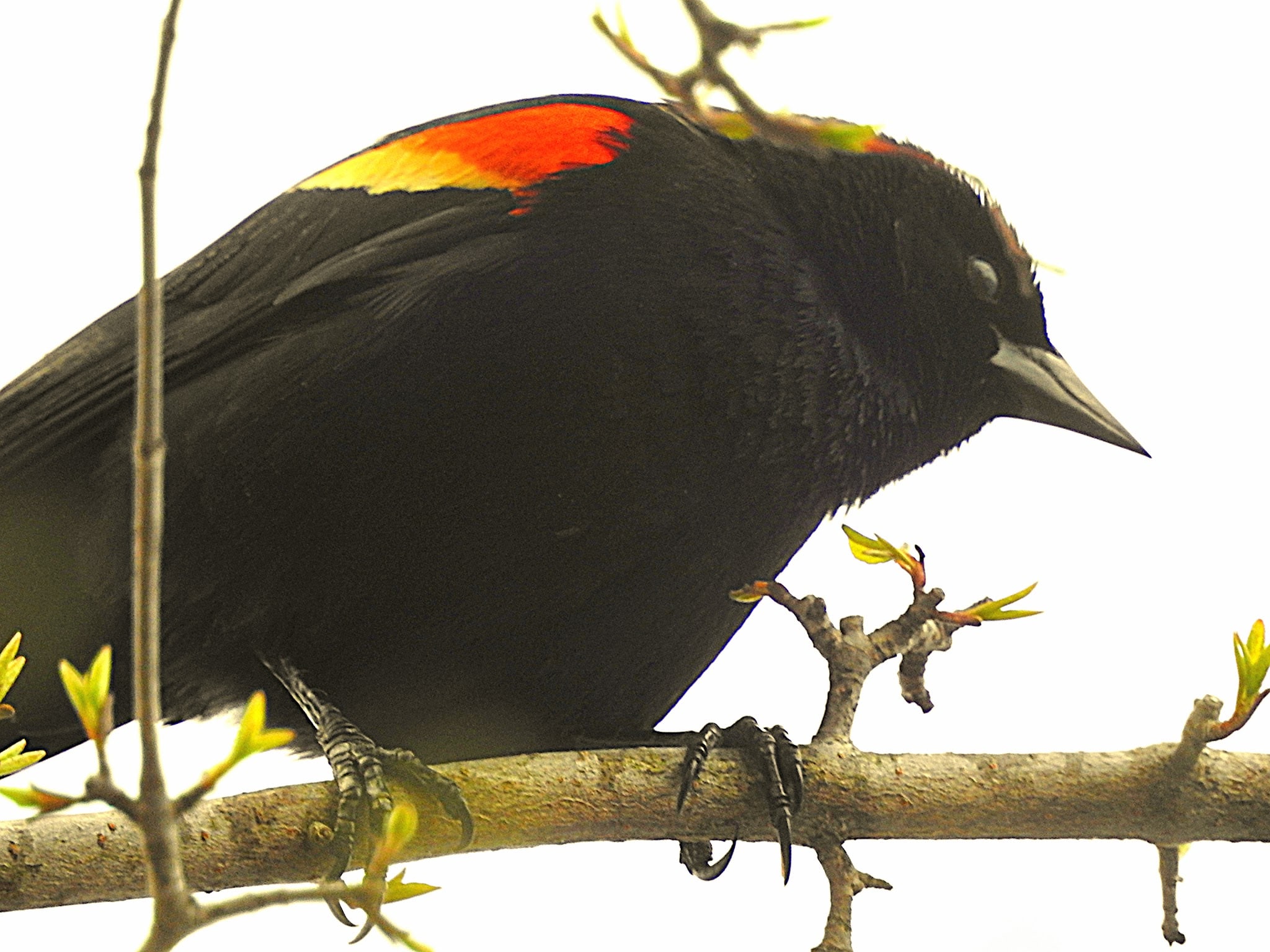 Lake Braddock Park - Burke, VA