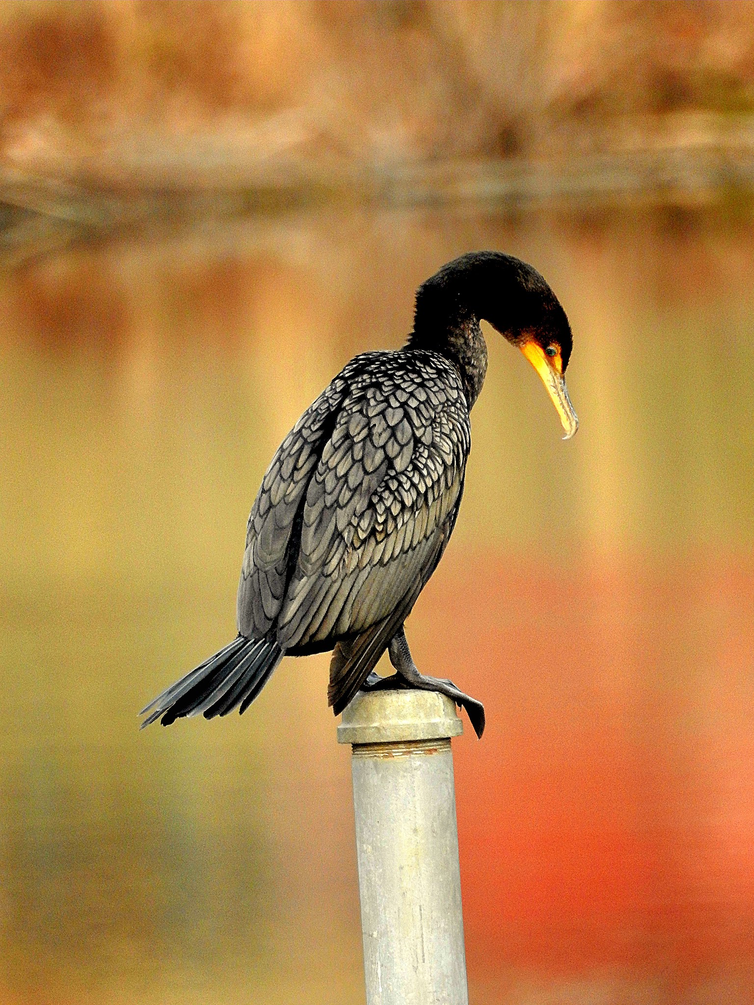 Lake Braddock Park - Burke, VA