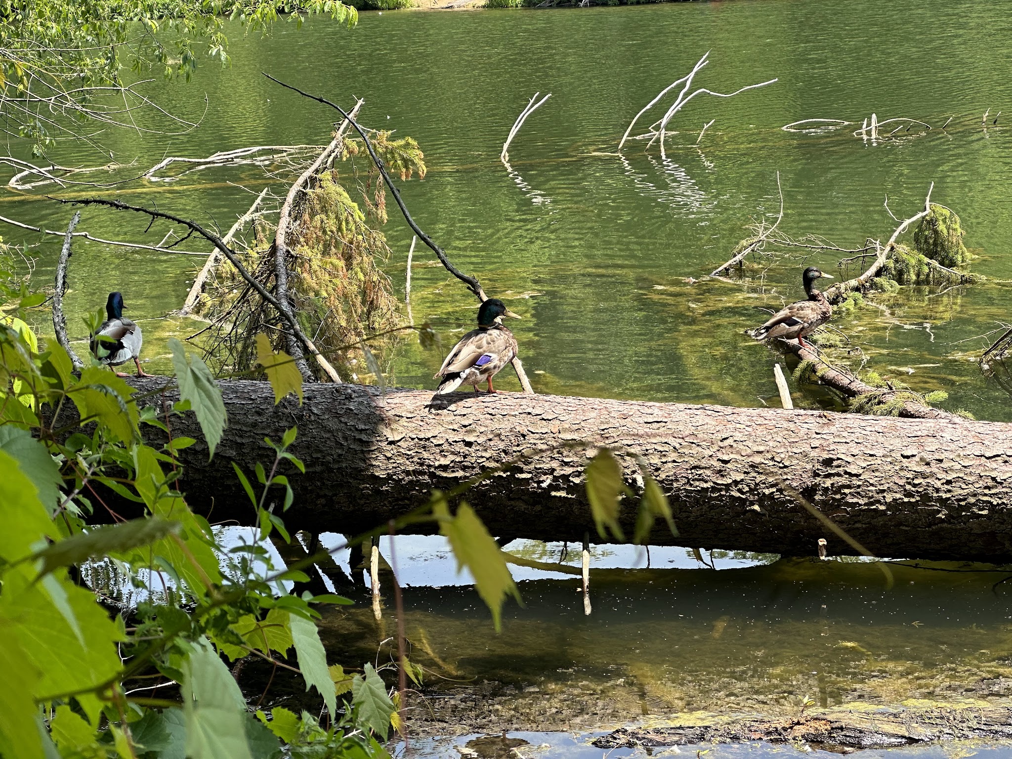 Peters Lake Park - Canonsburg, PA