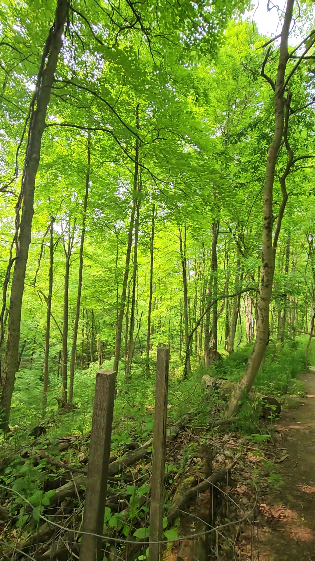 Waterfall Trail, Settlers Cabin Park - Carnegie, PA