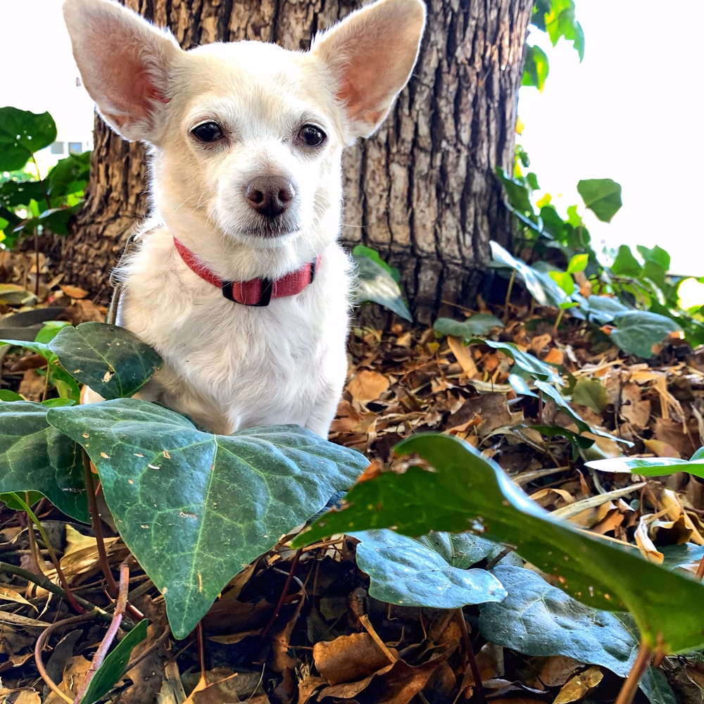 Cashiers Dog Park - Cashiers, NC