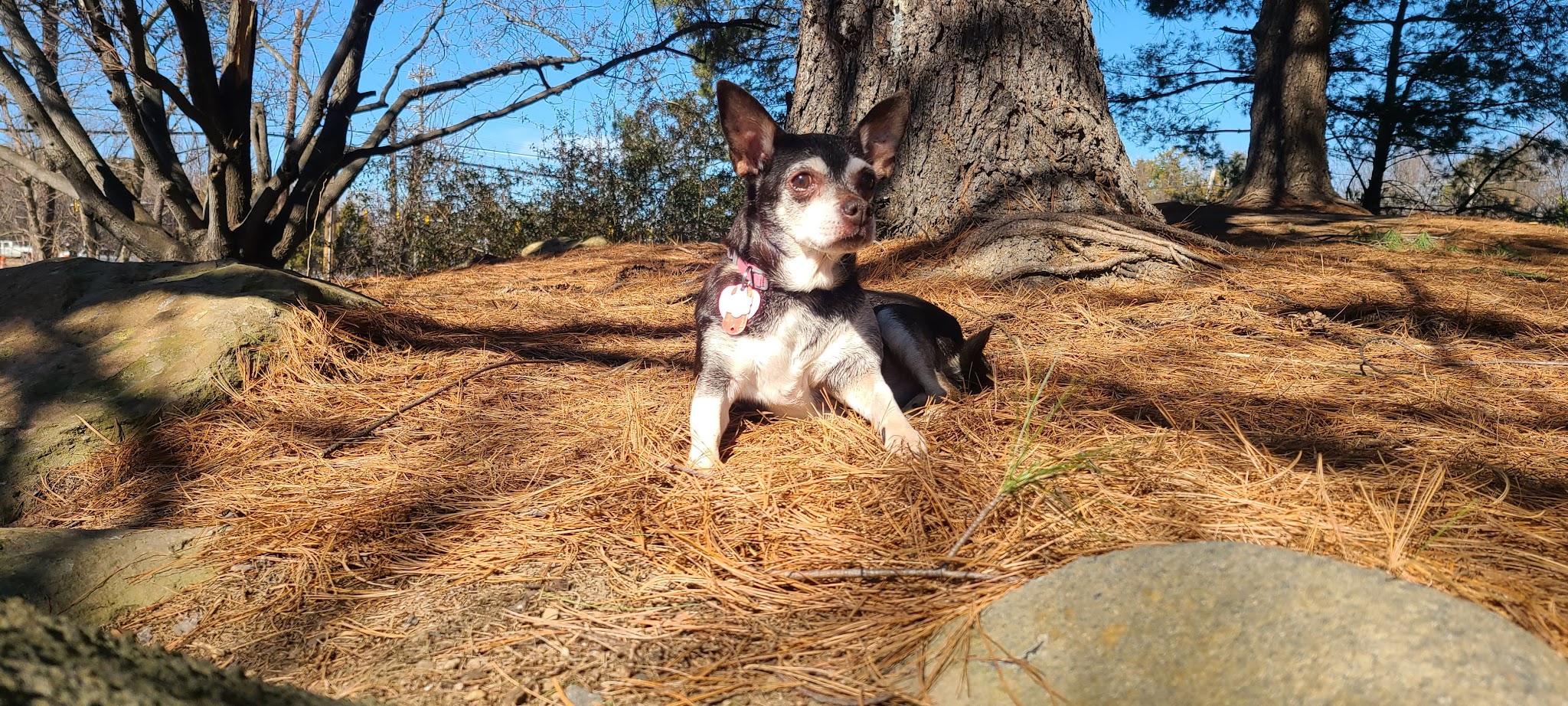 Heritage Forest Dog Park - Centreville, VA