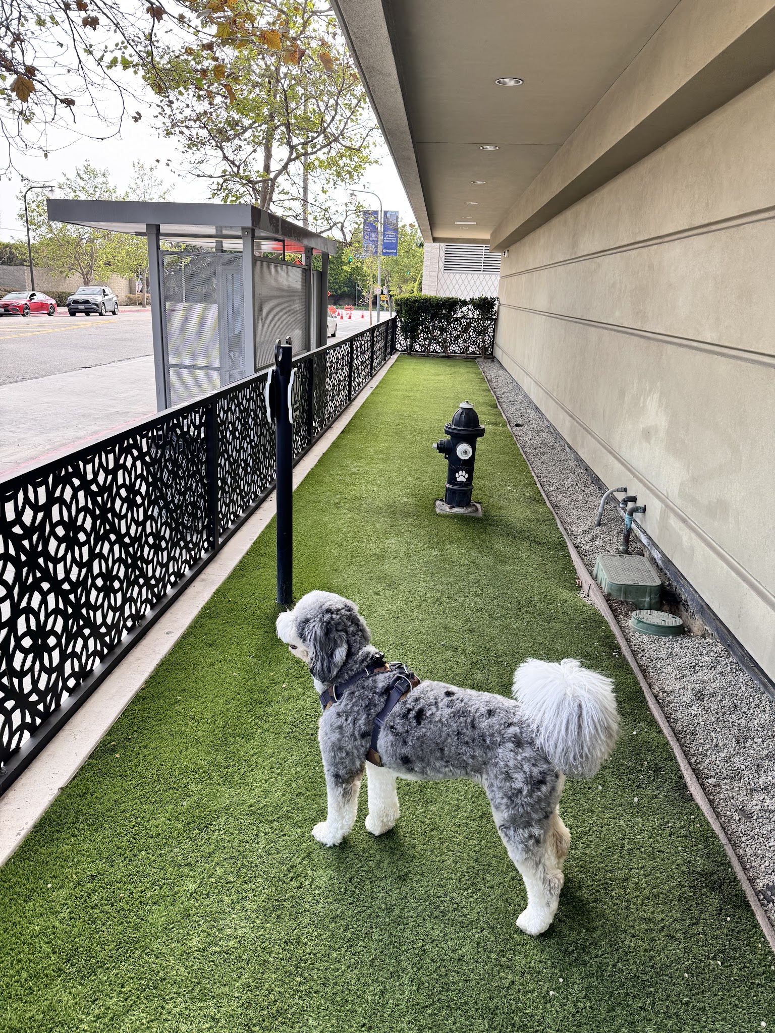 Dog park - Century City, CA