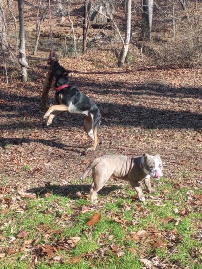 Morgan Creek K-9 Park - Chapel Hill, NC