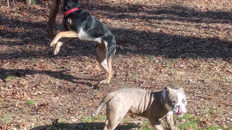 Morgan Creek K-9 Park - Chapel Hill, NC