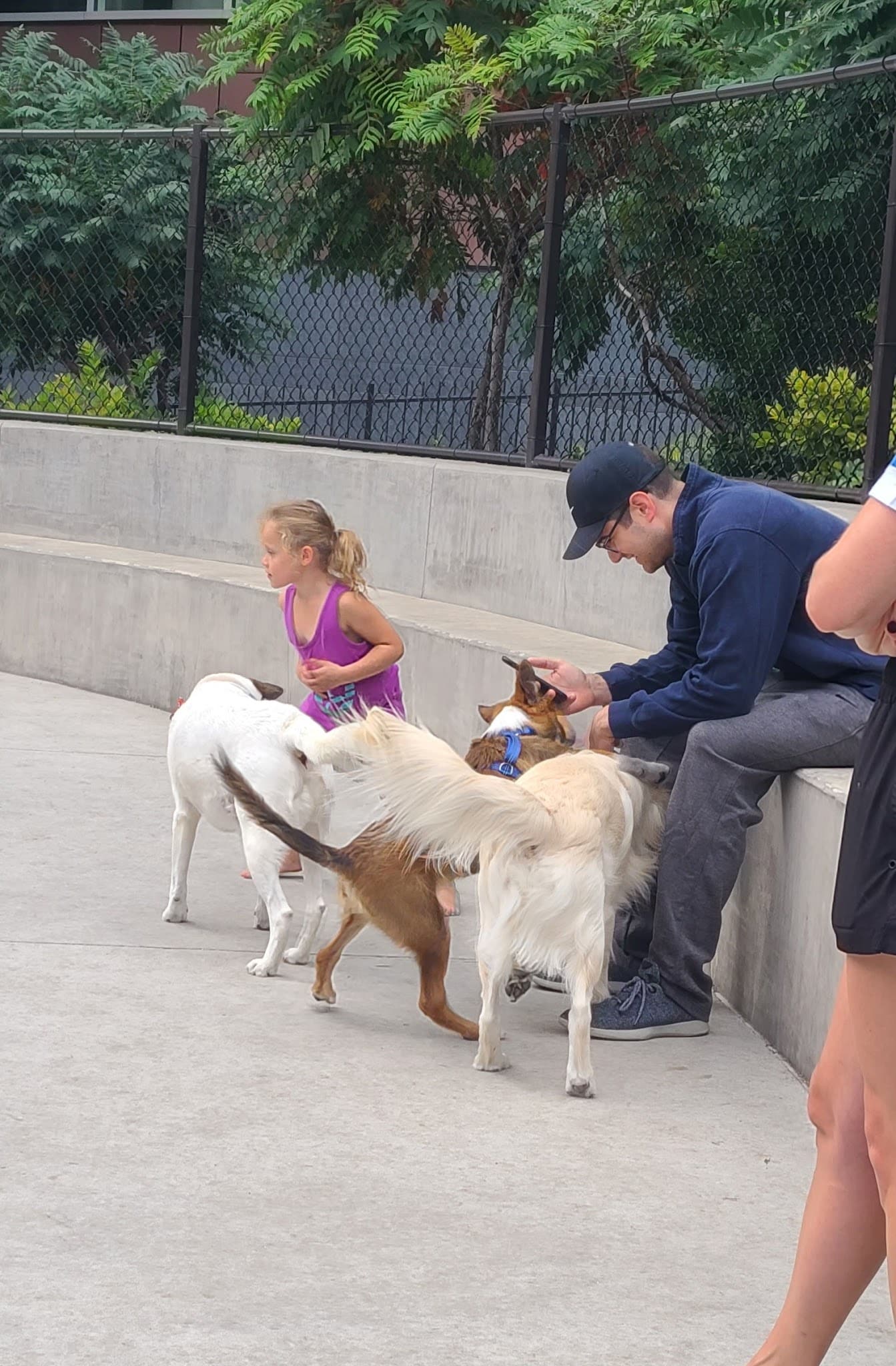 Dog park - Chicago, IL
