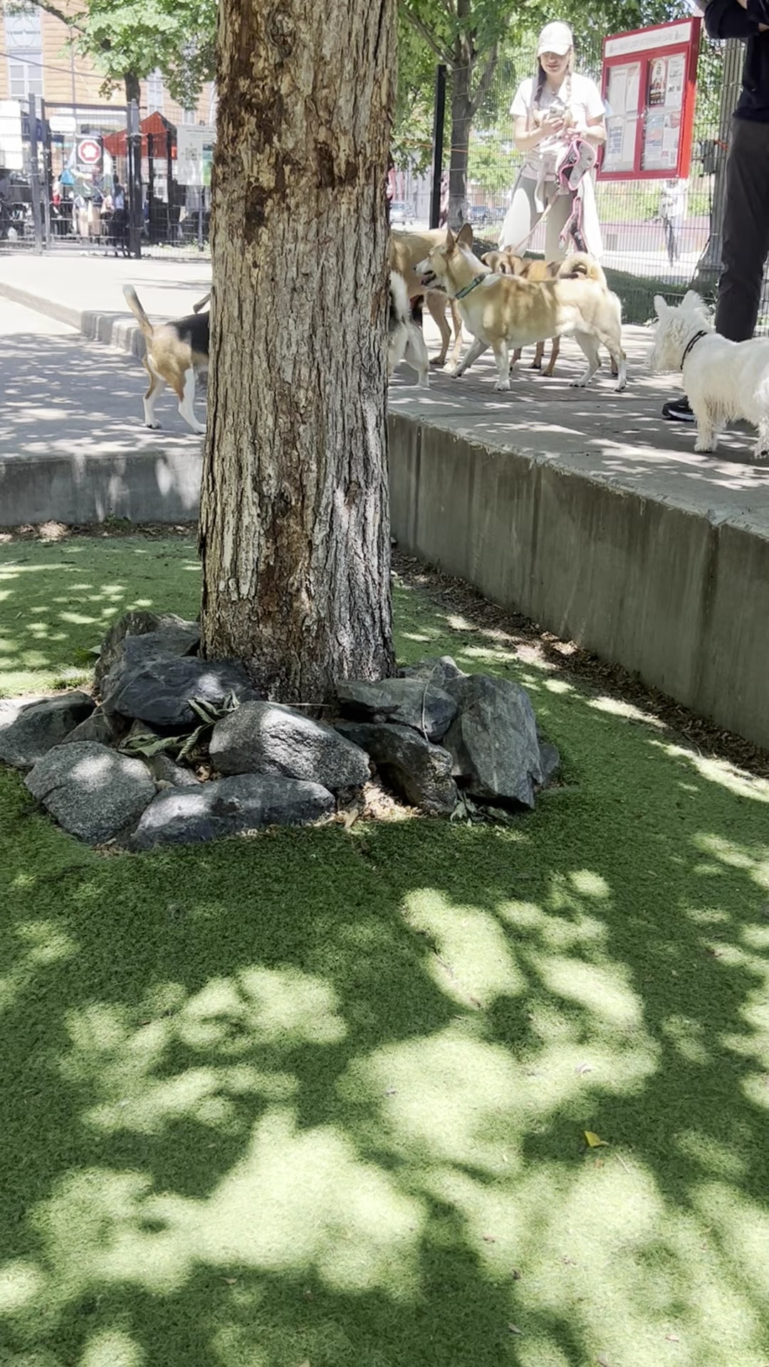 Bartelme Dog Friendly Area - Chicago, IL