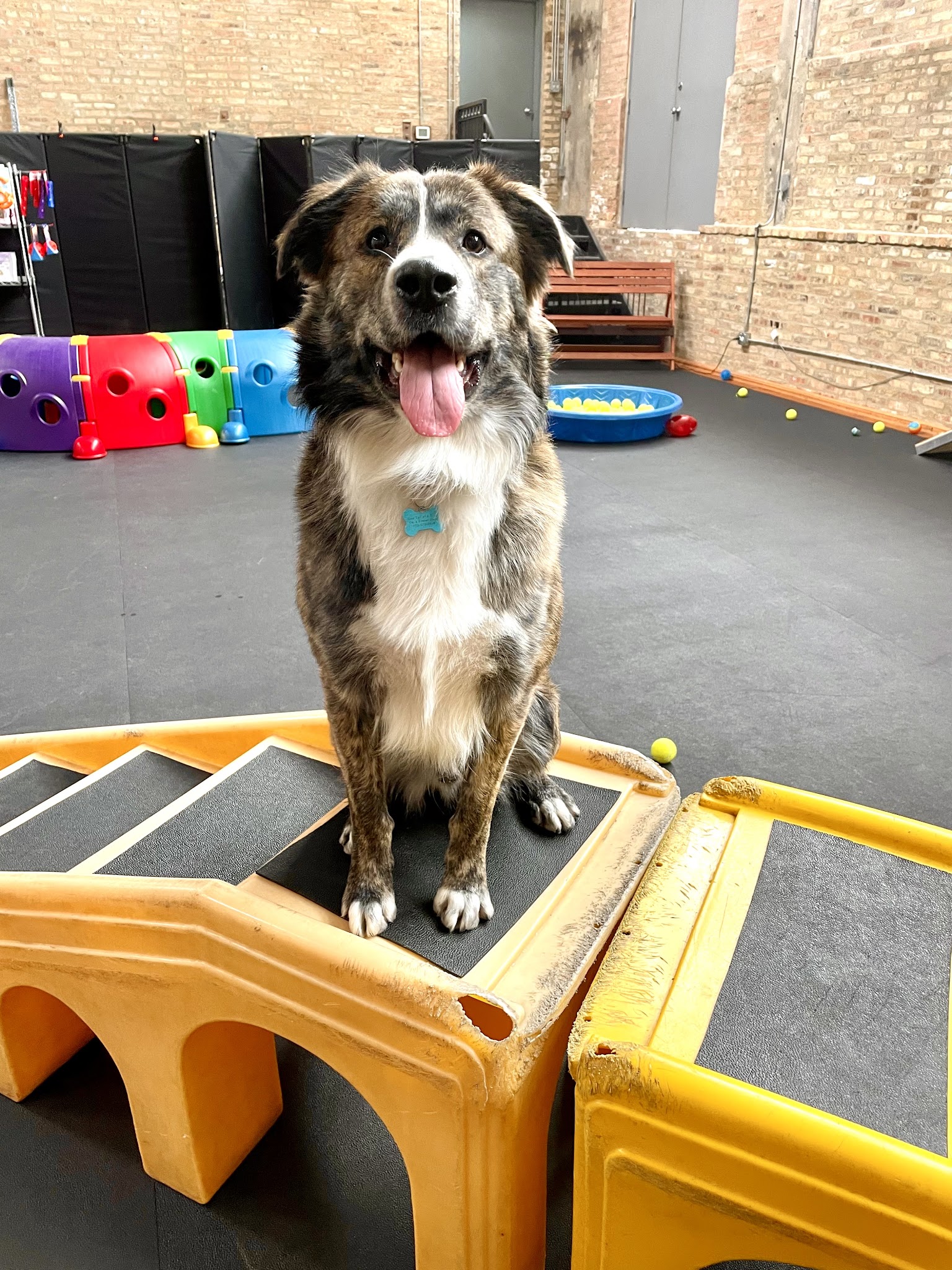 Bosly's Backyard - Chicago, IL