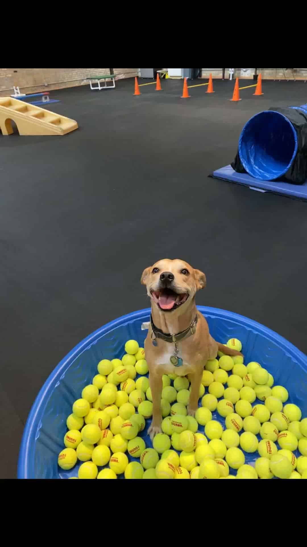 Bosly's Backyard - Chicago, IL