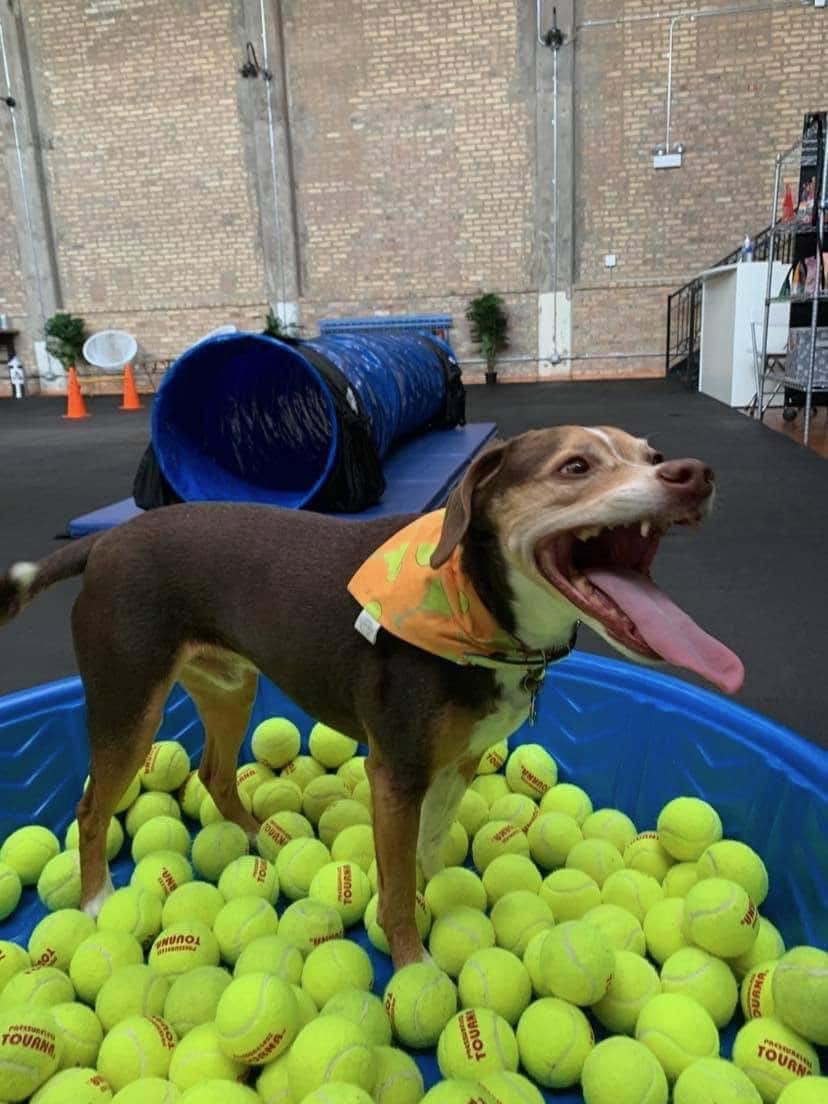 Bosly's Backyard - Chicago, IL