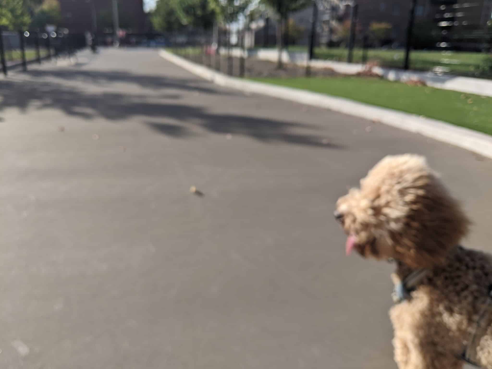 Bronzeville Dog Park #592 - Chicago, IL