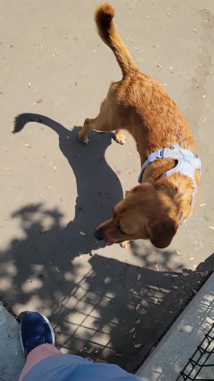 Bronzeville Dog Park #592 - Chicago, IL