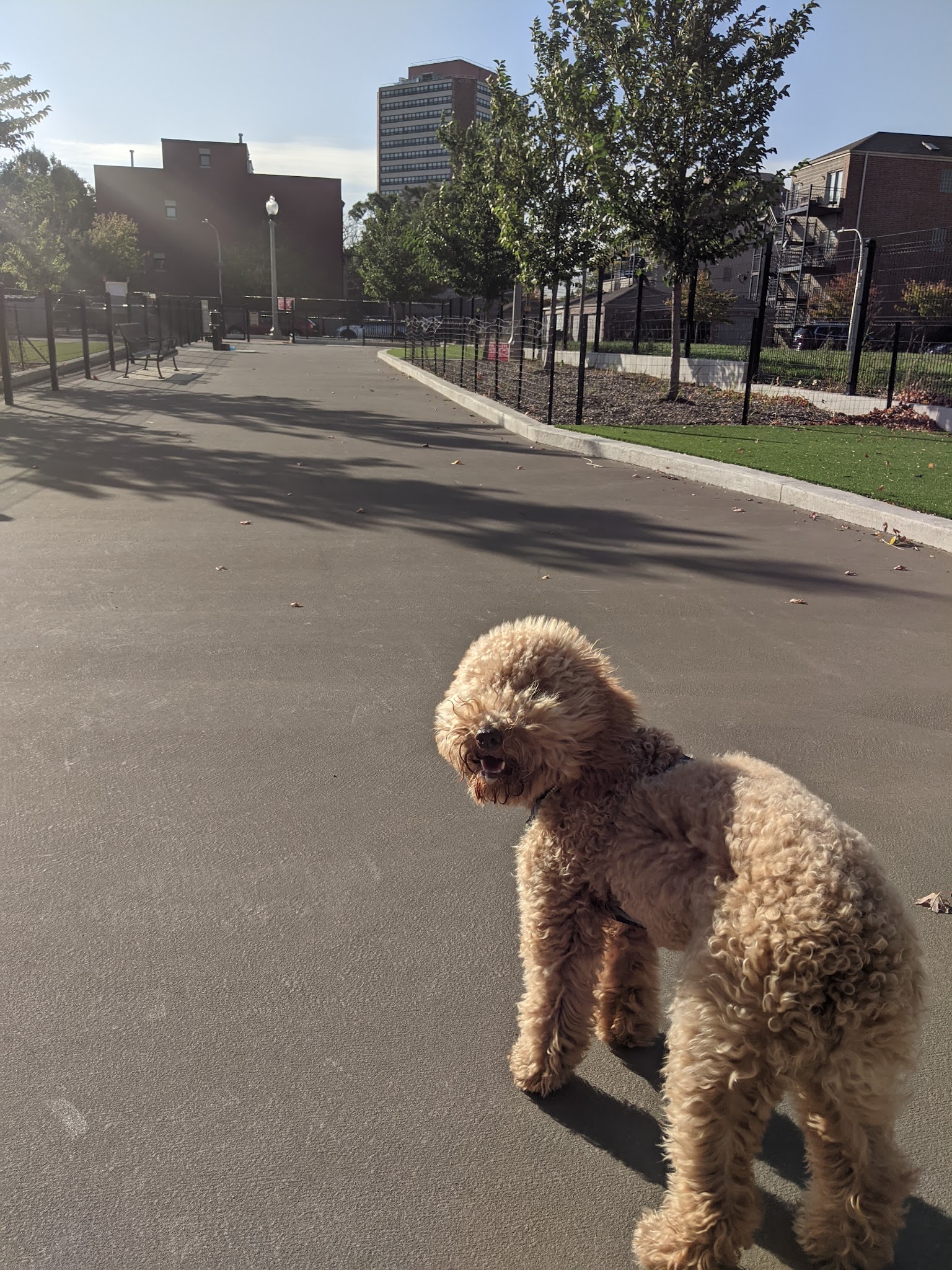Bronzeville Dog Park #592 - Chicago, IL