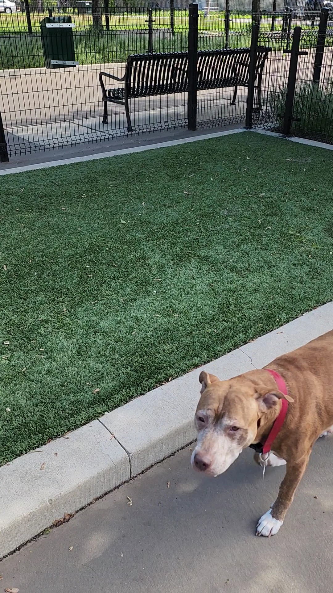 Bronzeville Dog Park #592 - Chicago, IL