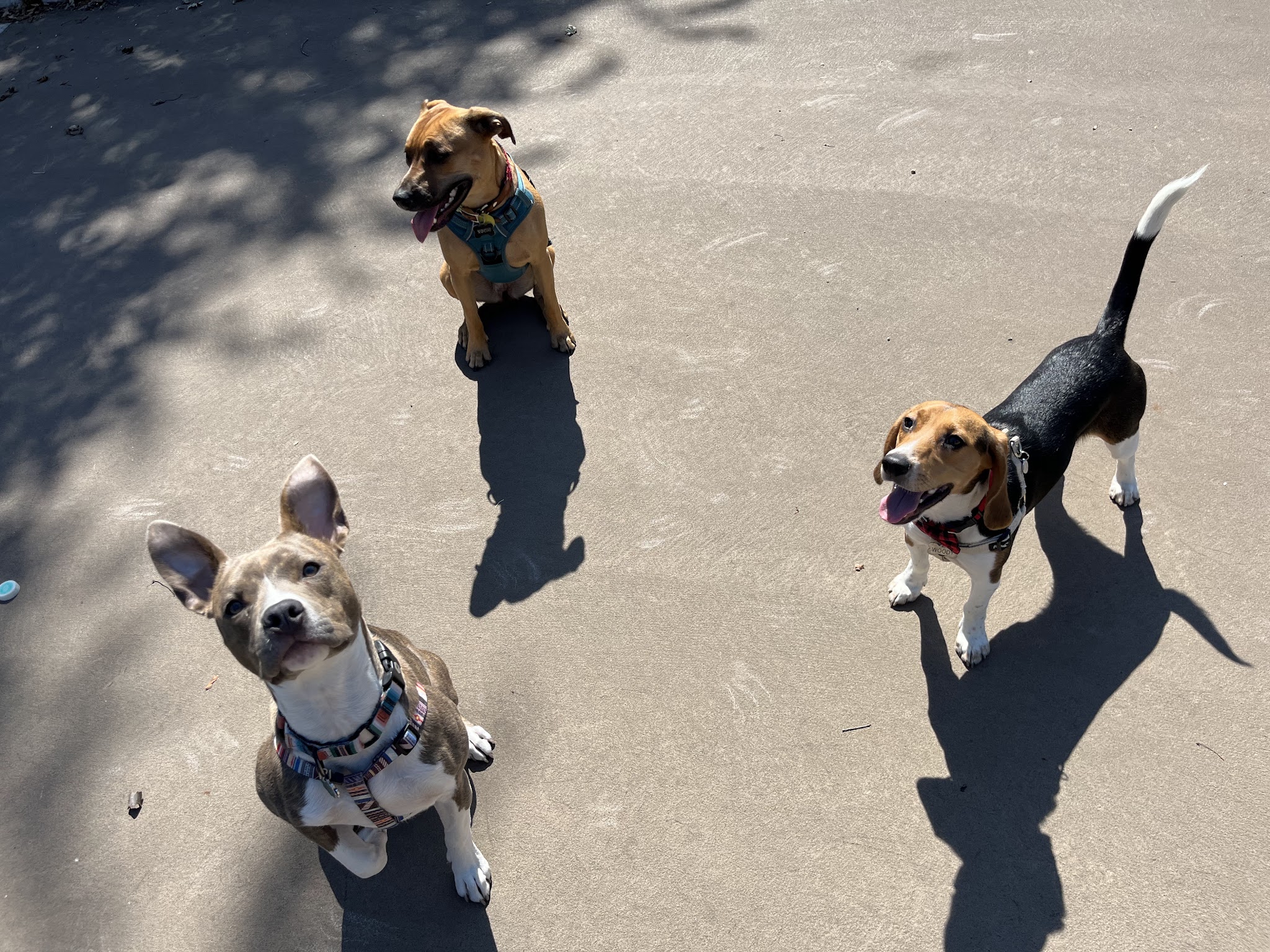 Bronzeville Dog Park: Park# 590 - Chicago, IL