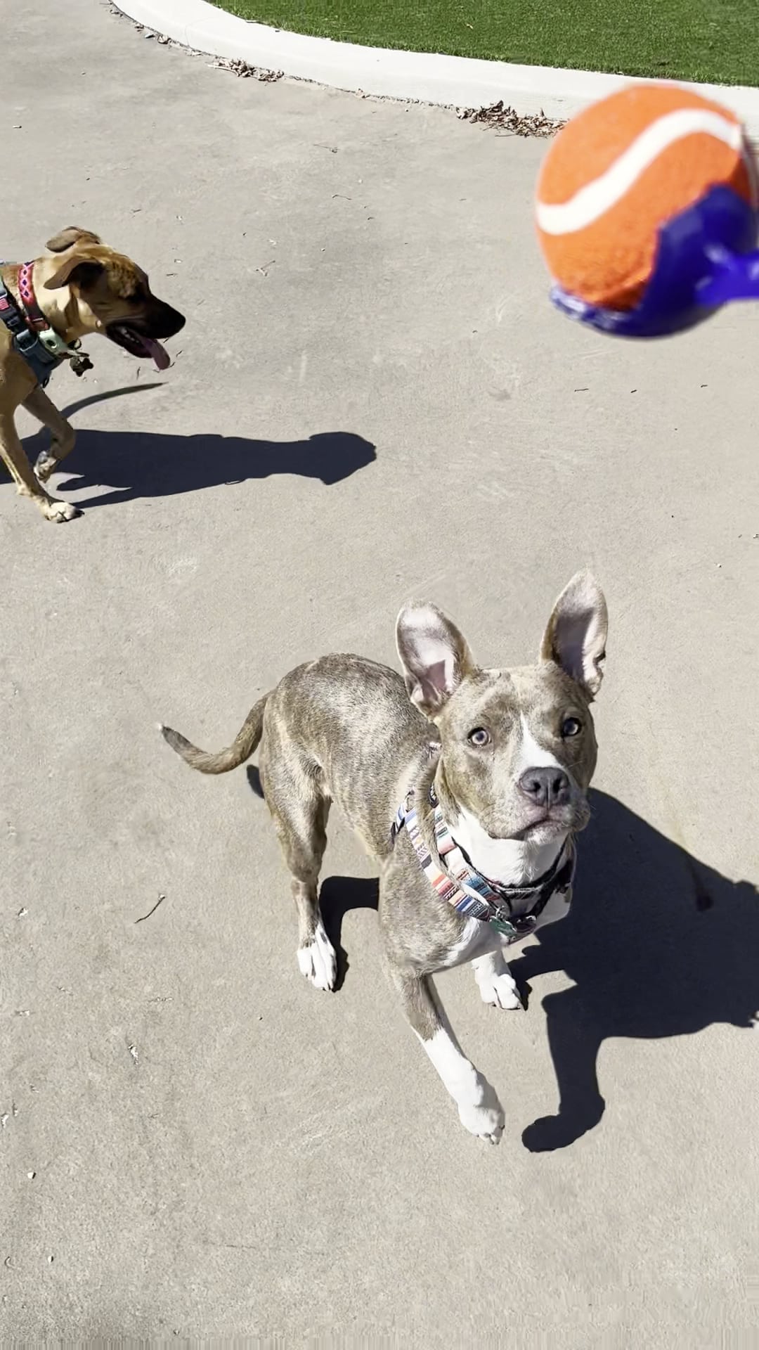 Bronzeville Dog Park: Park# 590 - Chicago, IL