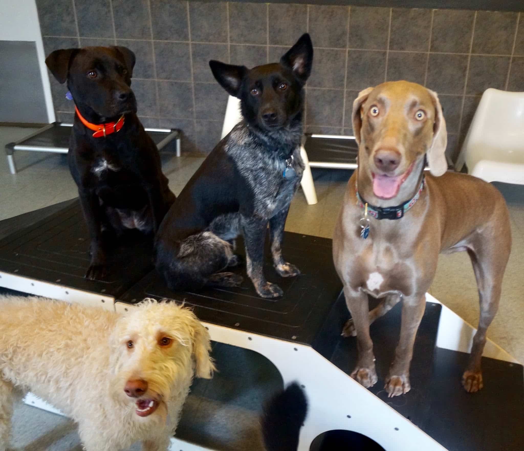 Citizen Canine - Chicago, IL