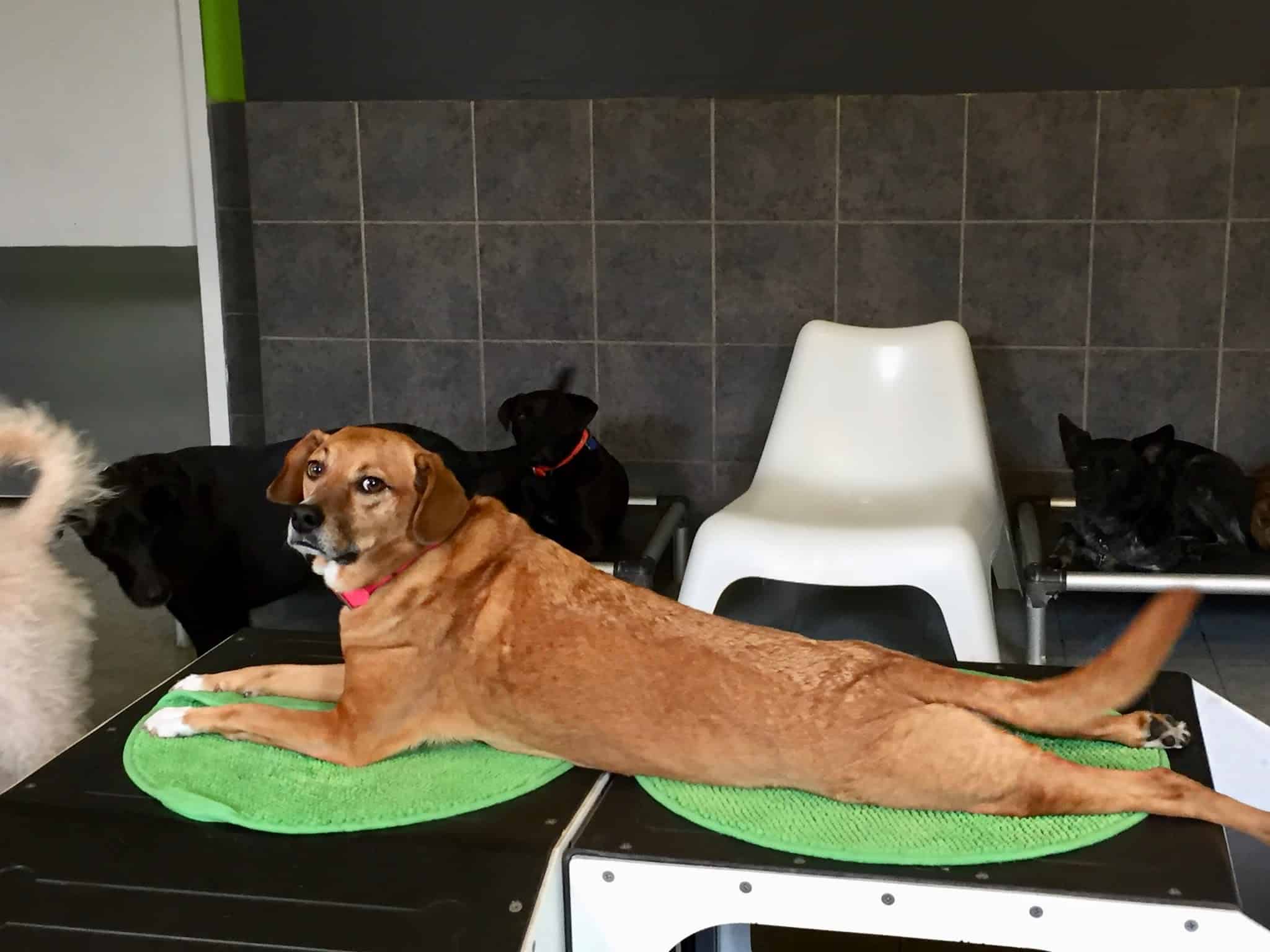 Citizen Canine - Chicago, IL