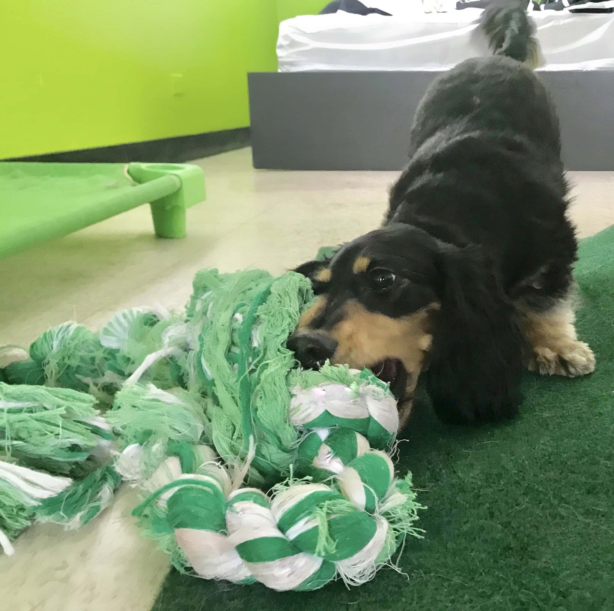 Citizen Canine - Chicago, IL