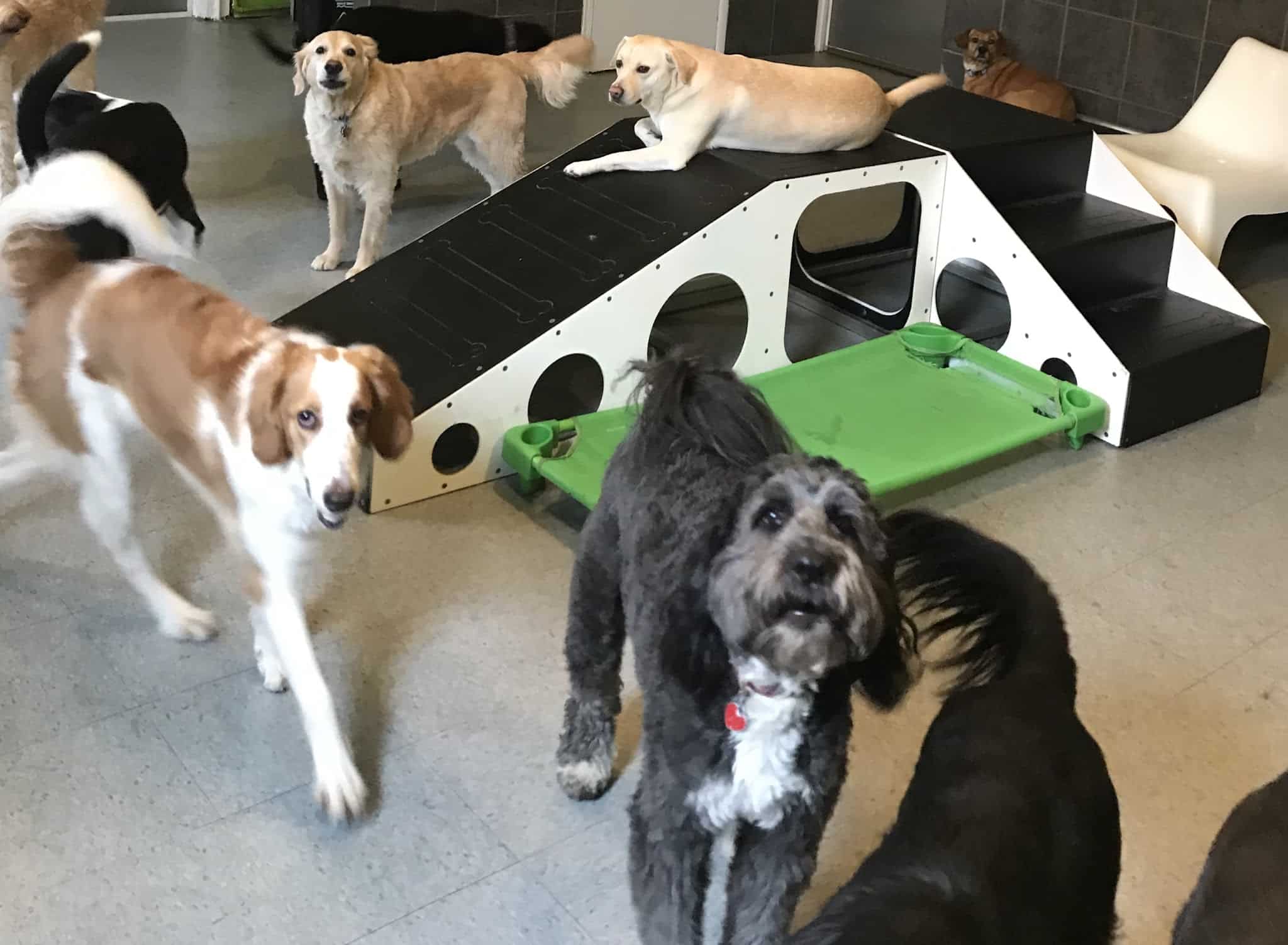 Citizen Canine - Chicago, IL