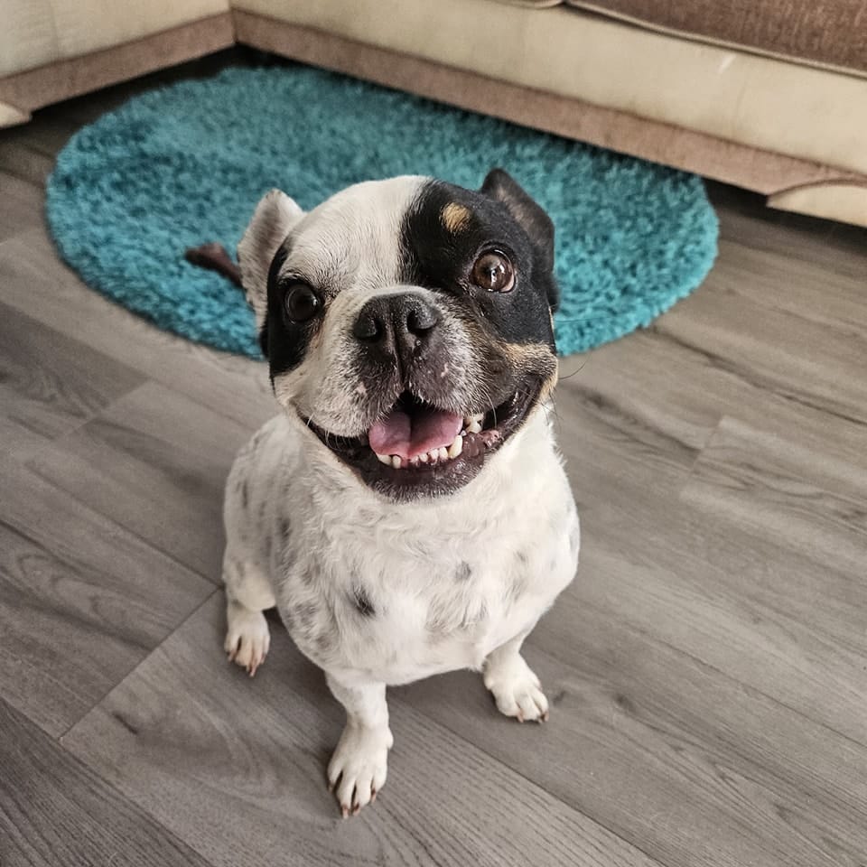 Citizen Canine - Chicago, IL