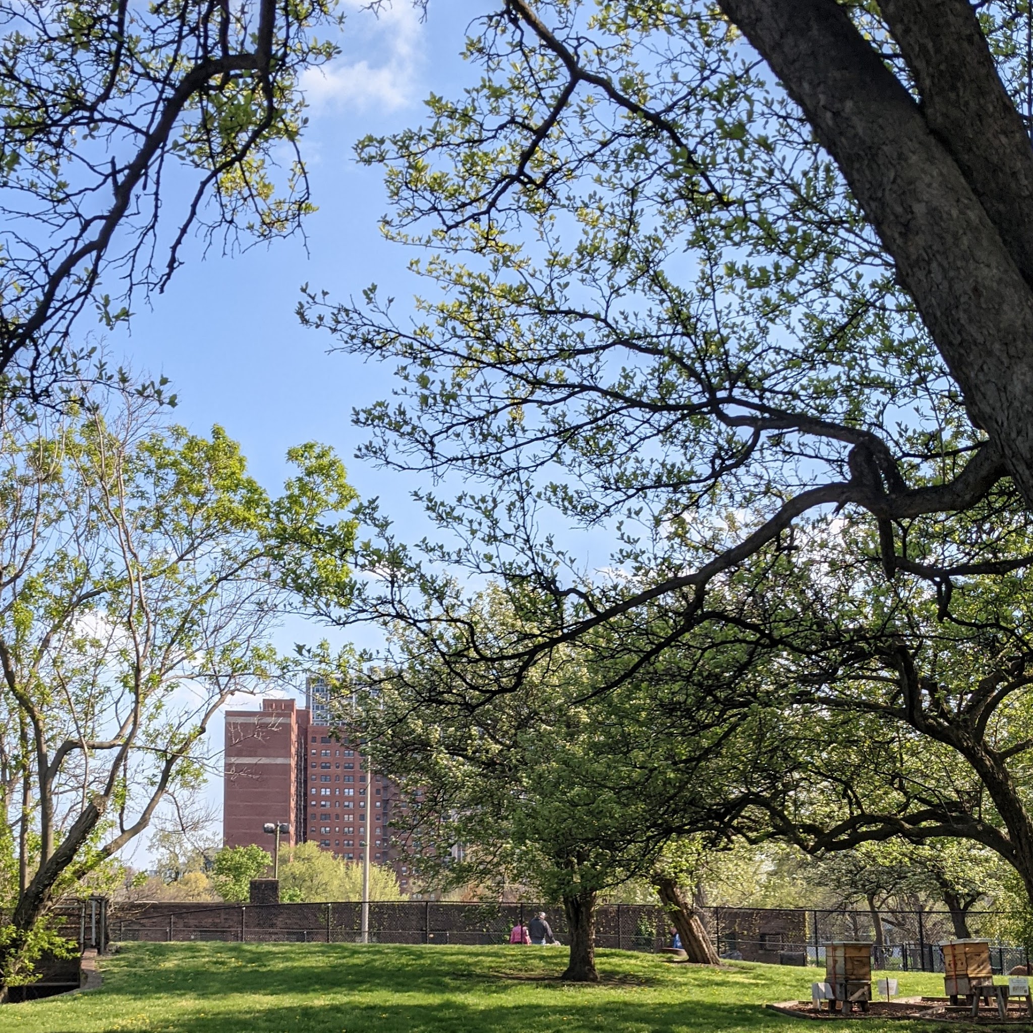 Clarendon Dog Friendly Area - Chicago, IL