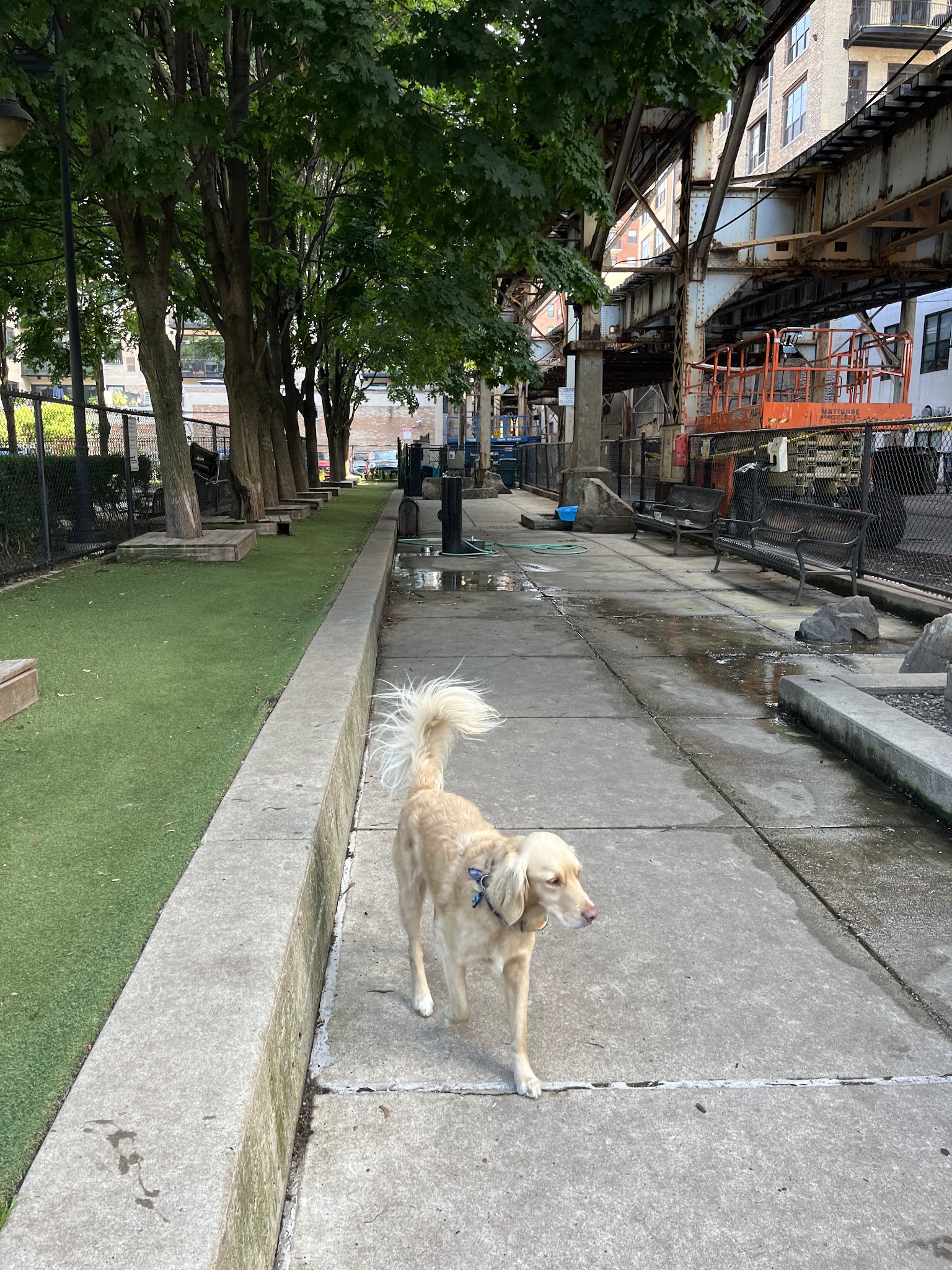 Coliseum Park Dog Friendly Area - Chicago, IL
