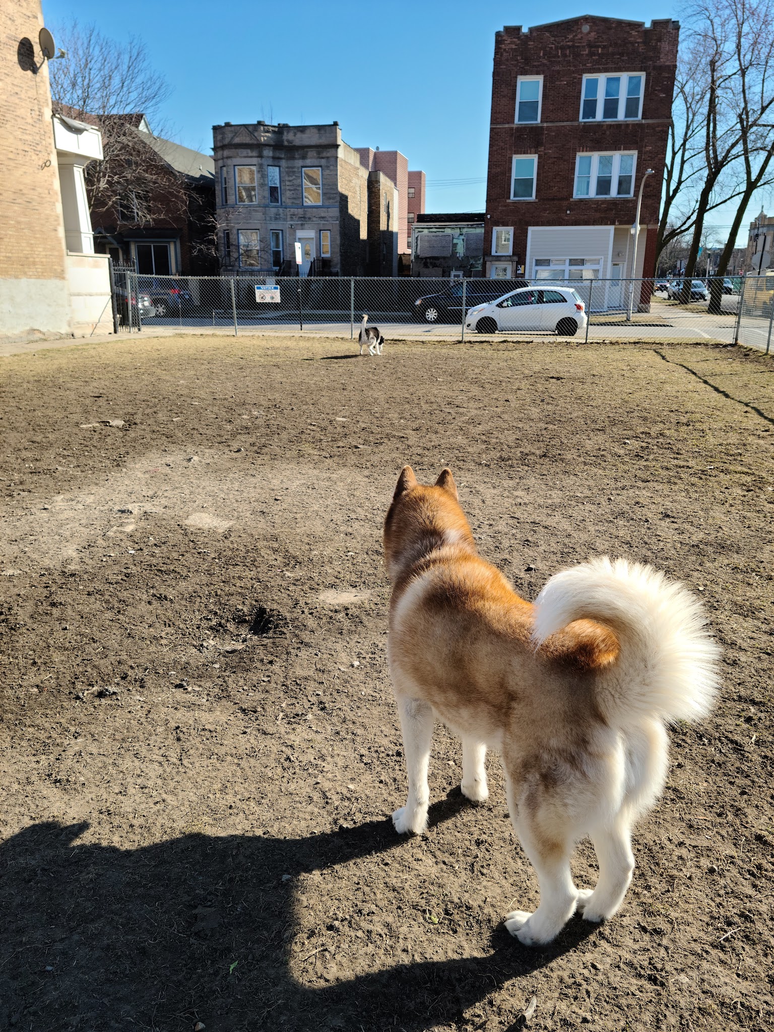 Dog park - Chicago, IL