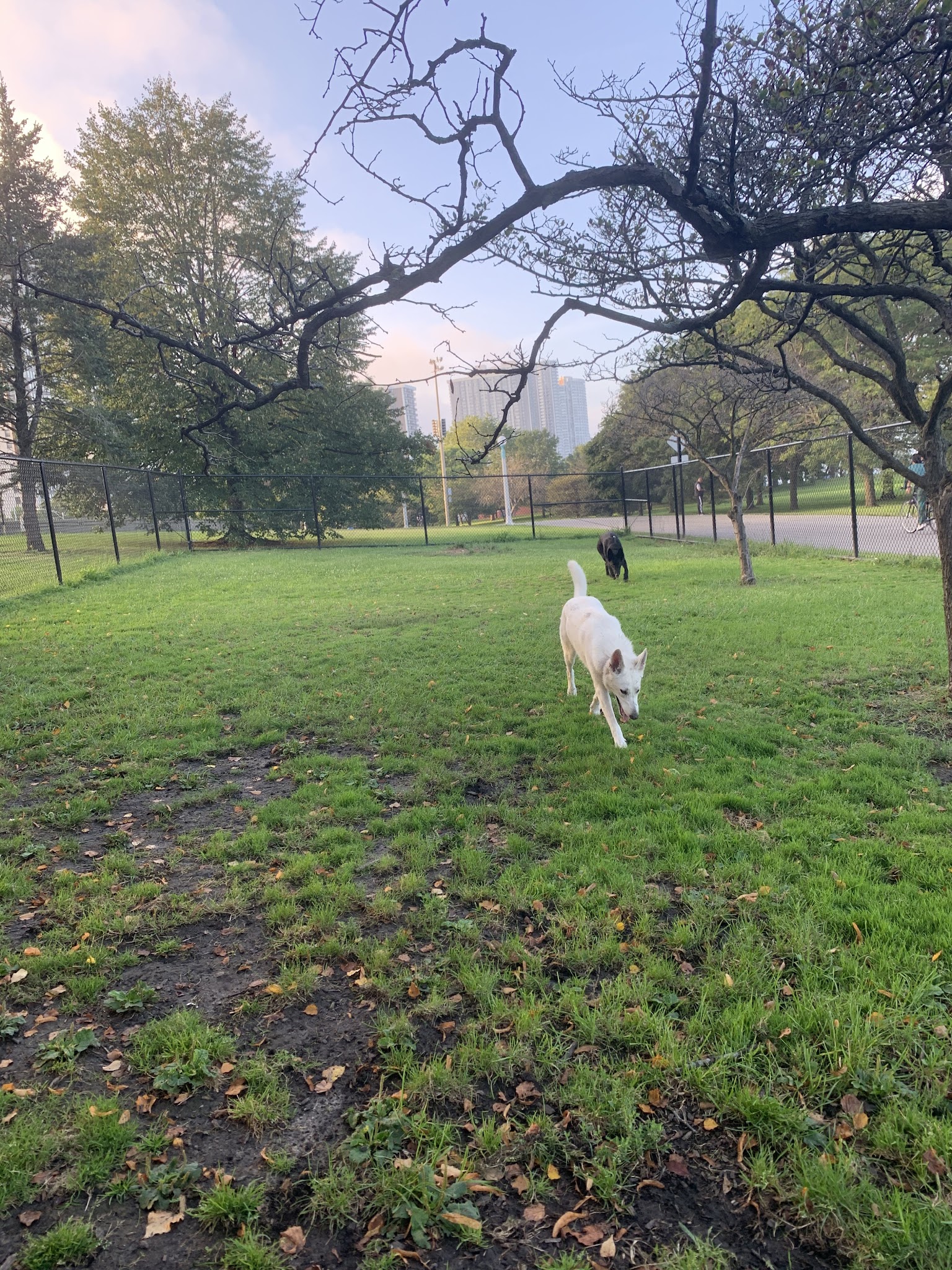 Edgewater Dog Park - Chicago, IL