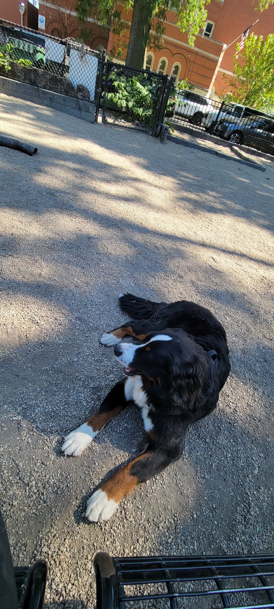 Hamlin Park Dog Friendly Area - Chicago, IL