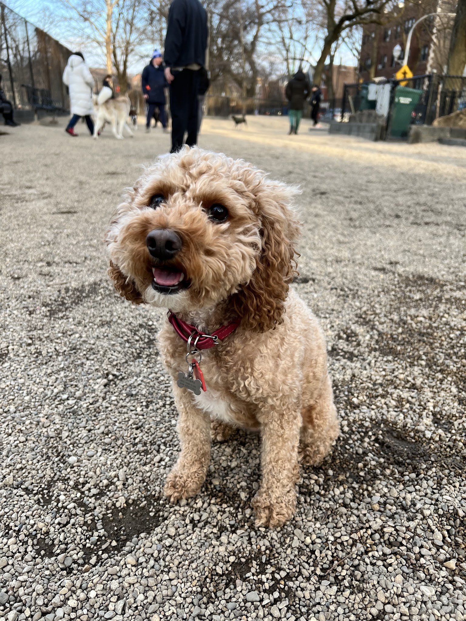 Hamlin Park Dog Friendly Area - Chicago, IL