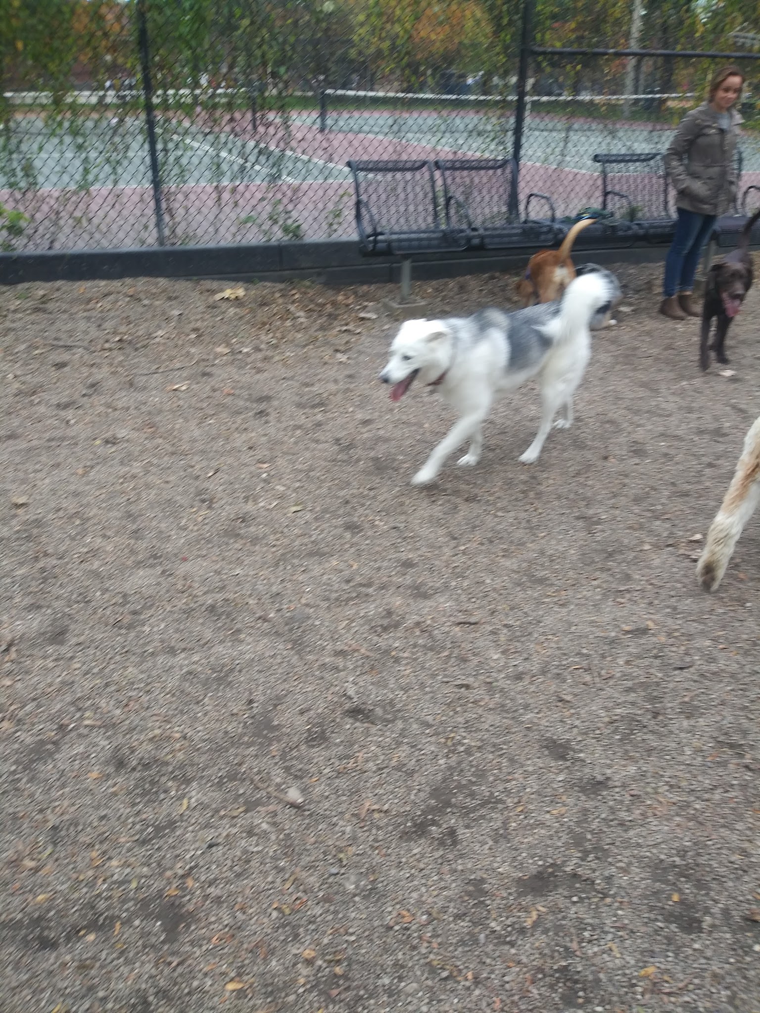 Hamlin Park Dog Friendly Area - Chicago, IL