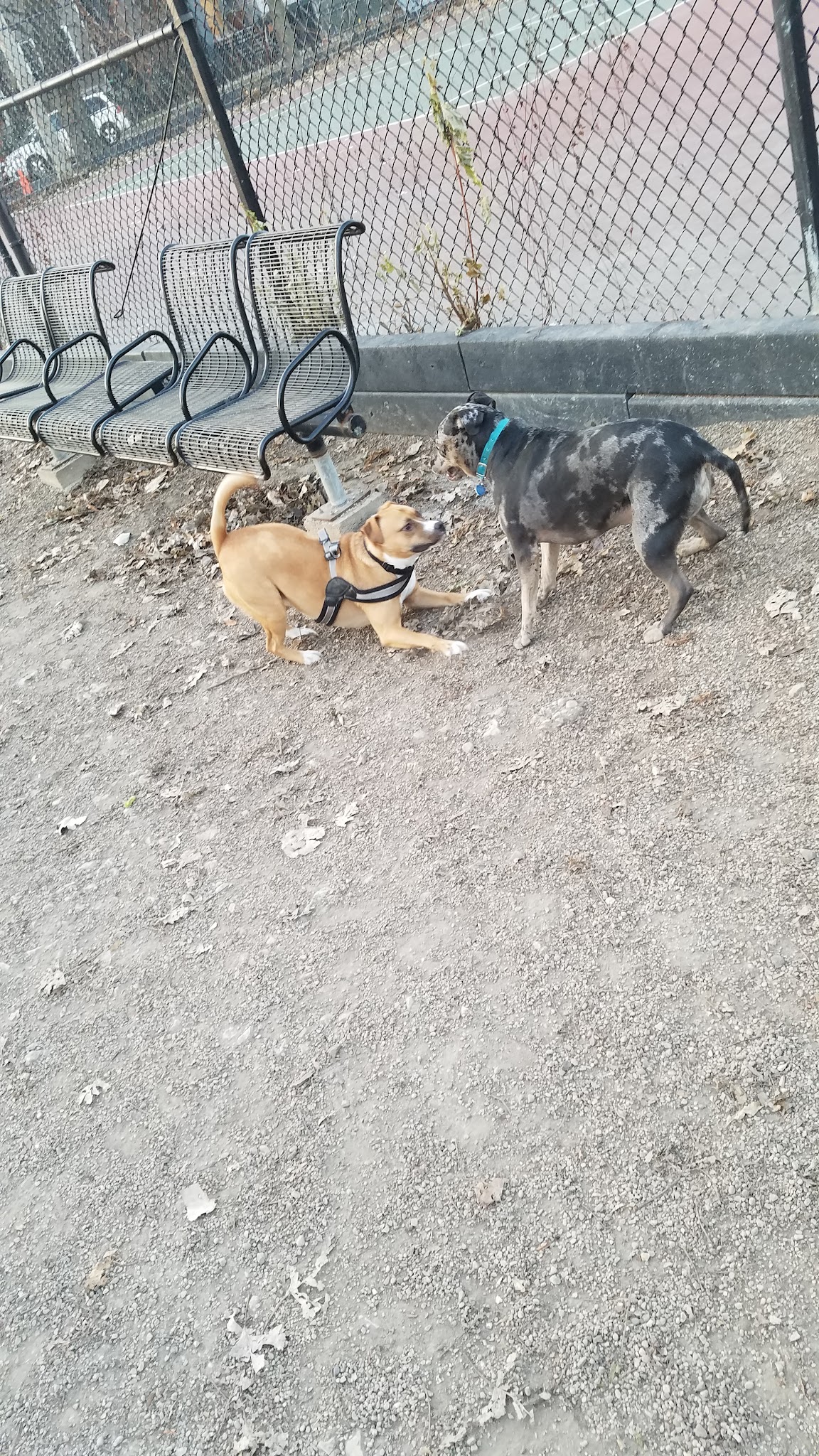 Hamlin Park Dog Friendly Area - Chicago, IL