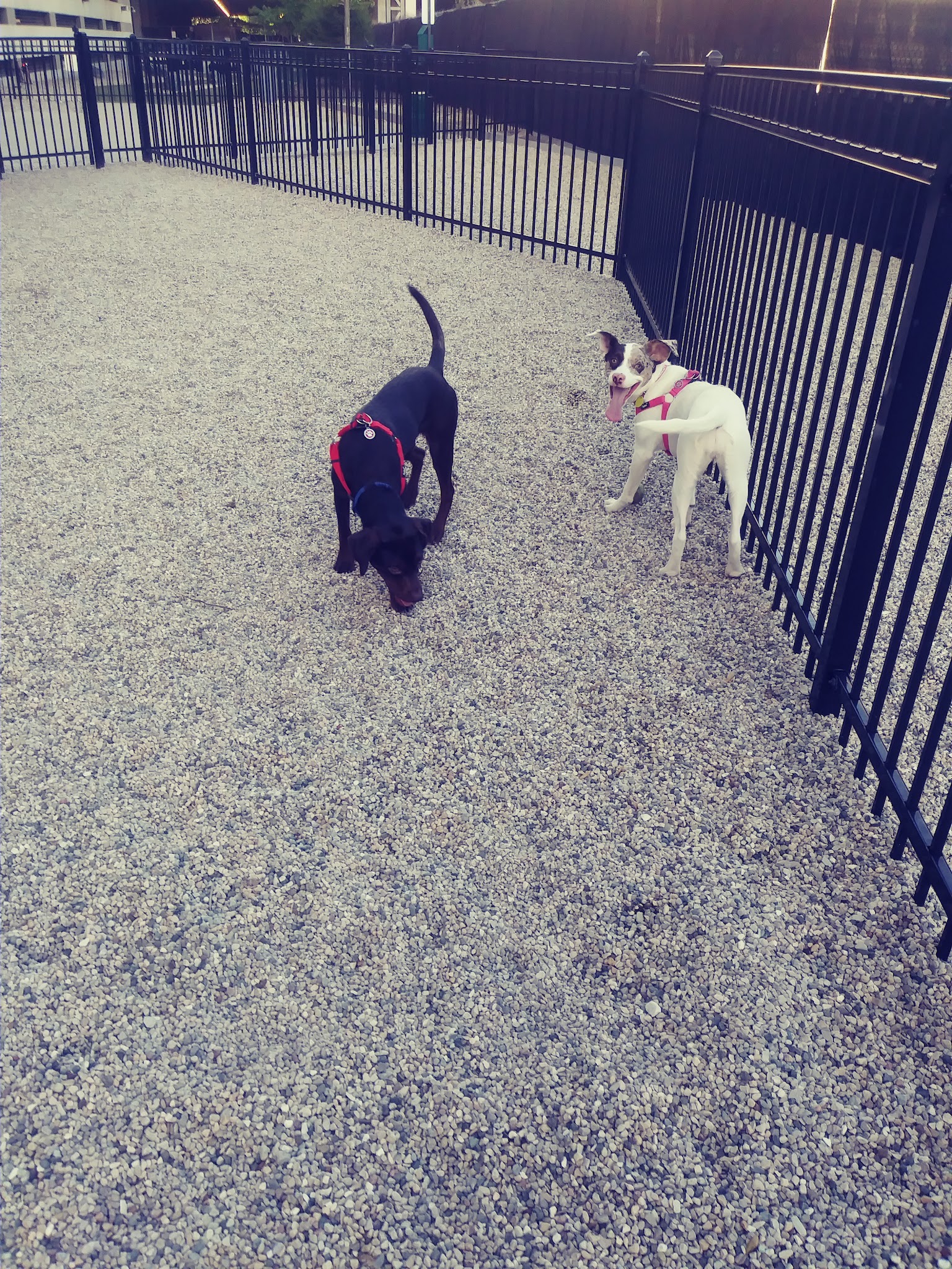 K2 Apartments Dog Park - Chicago, IL