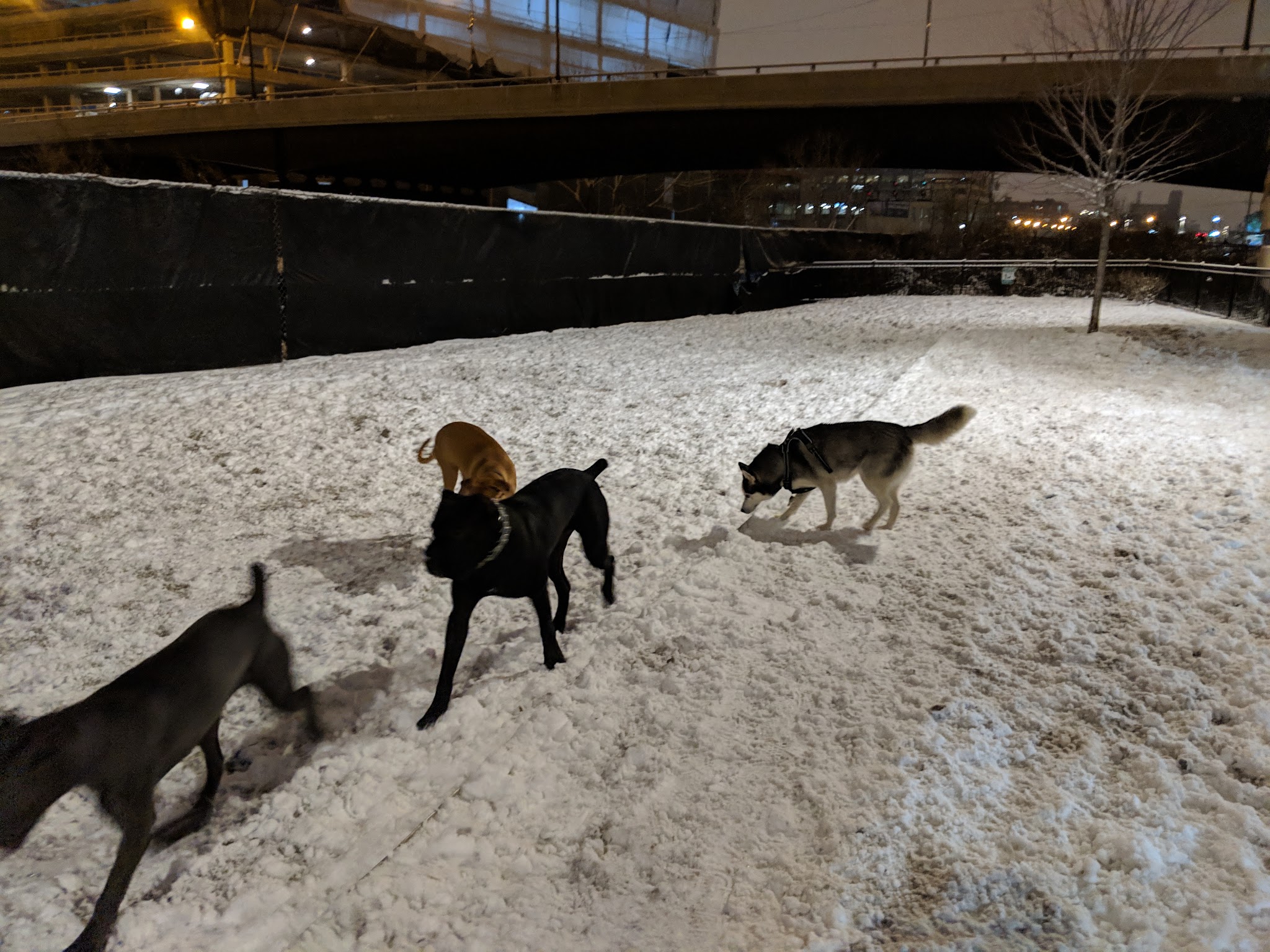 K2 Apartments Dog Park - Chicago, IL