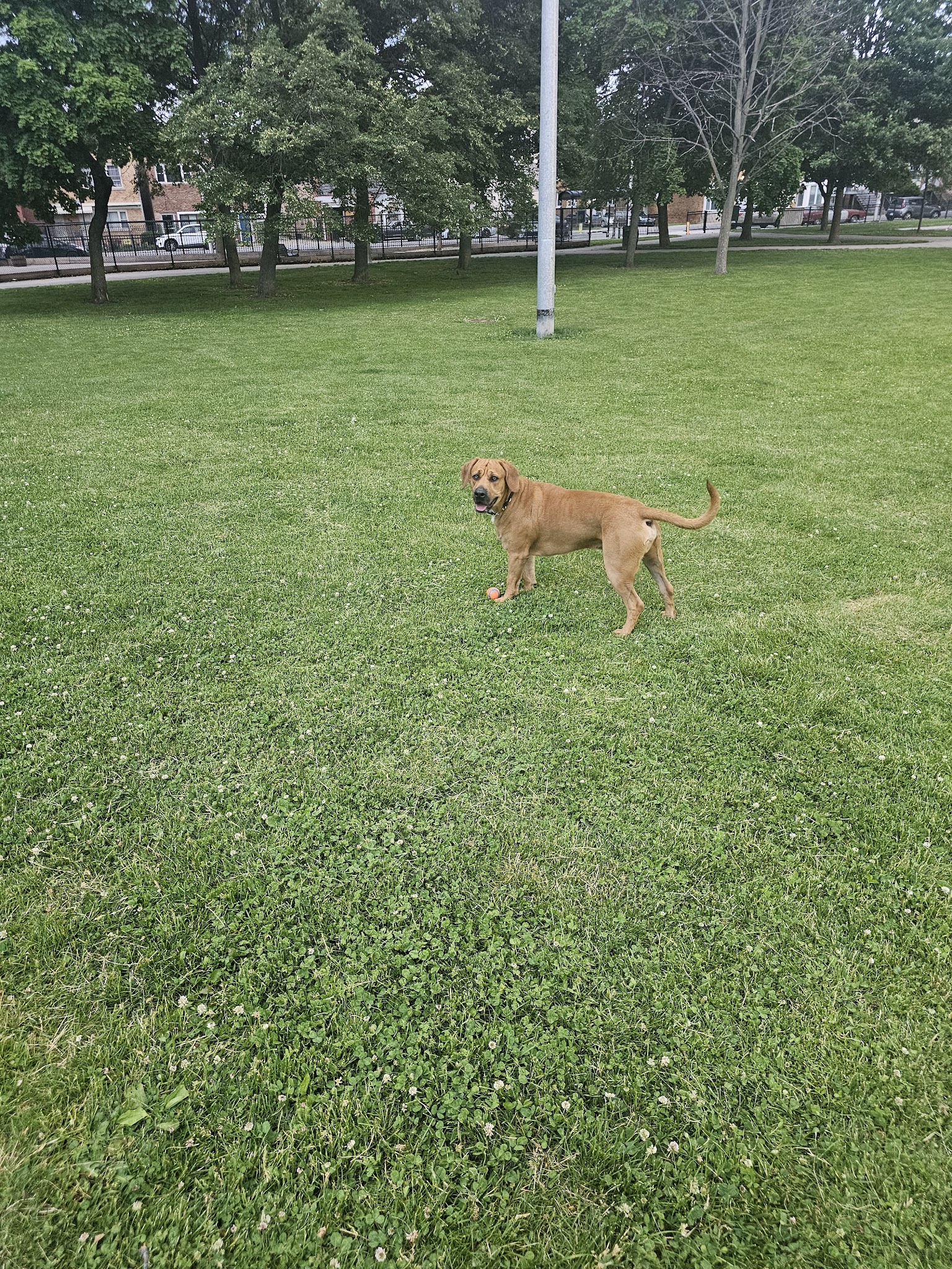 Kosciuszko Park Dog Park - Chicago, IL