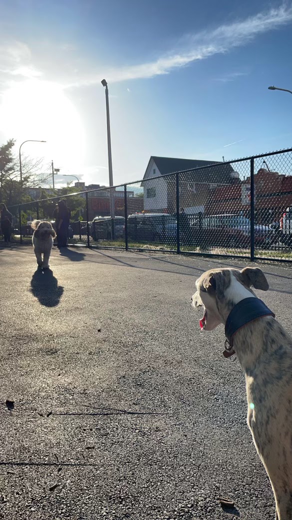 Kosciuszko Park Dog Park - Chicago, IL