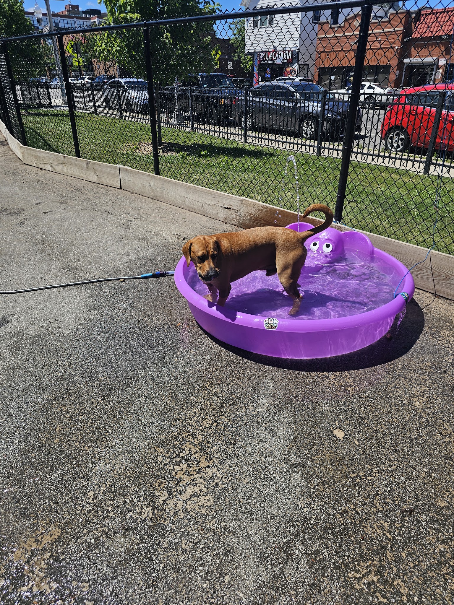 Kosciuszko Park Dog Park - Chicago, IL