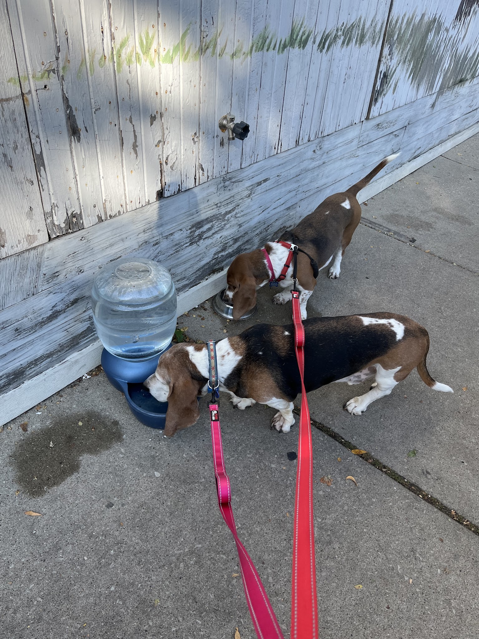 Lakeview Dogs - Chicago, IL