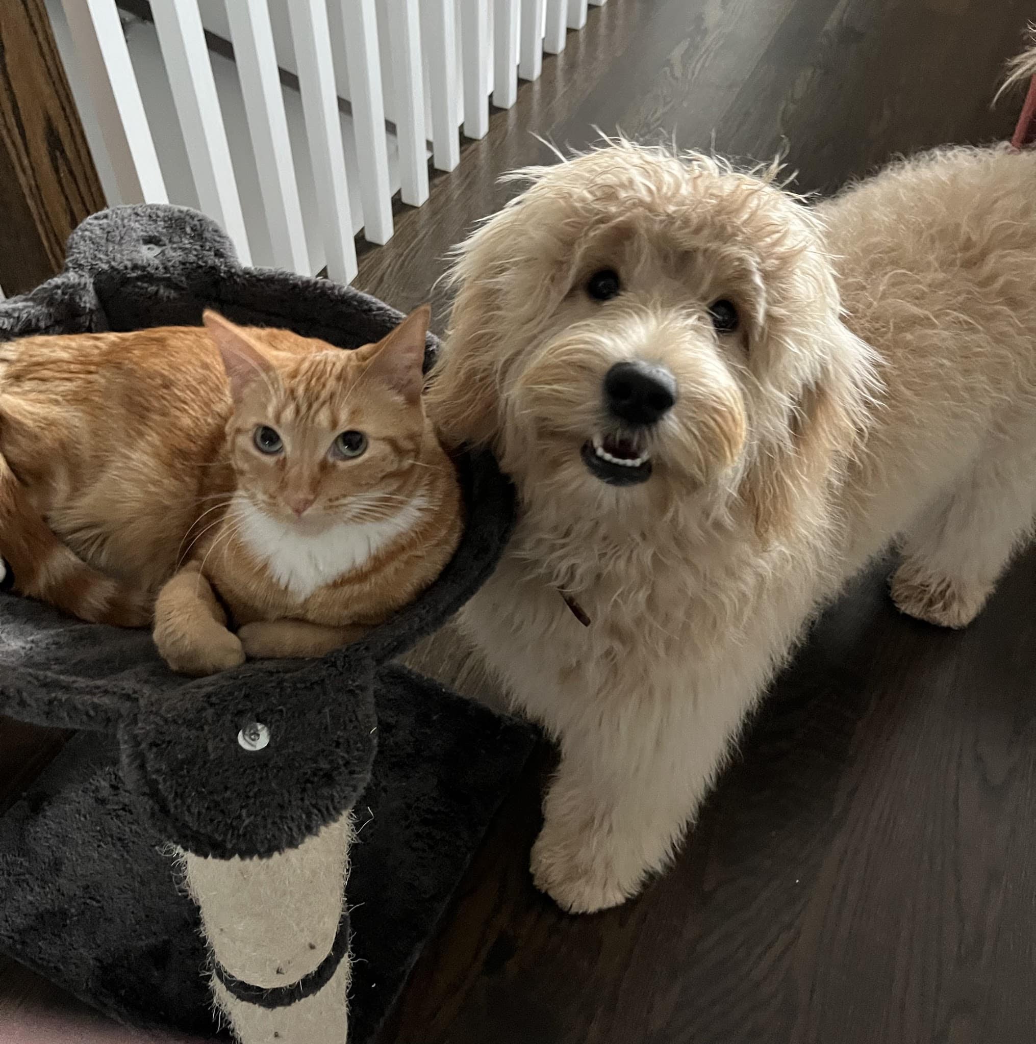 Lakeview Dogs - Chicago, IL