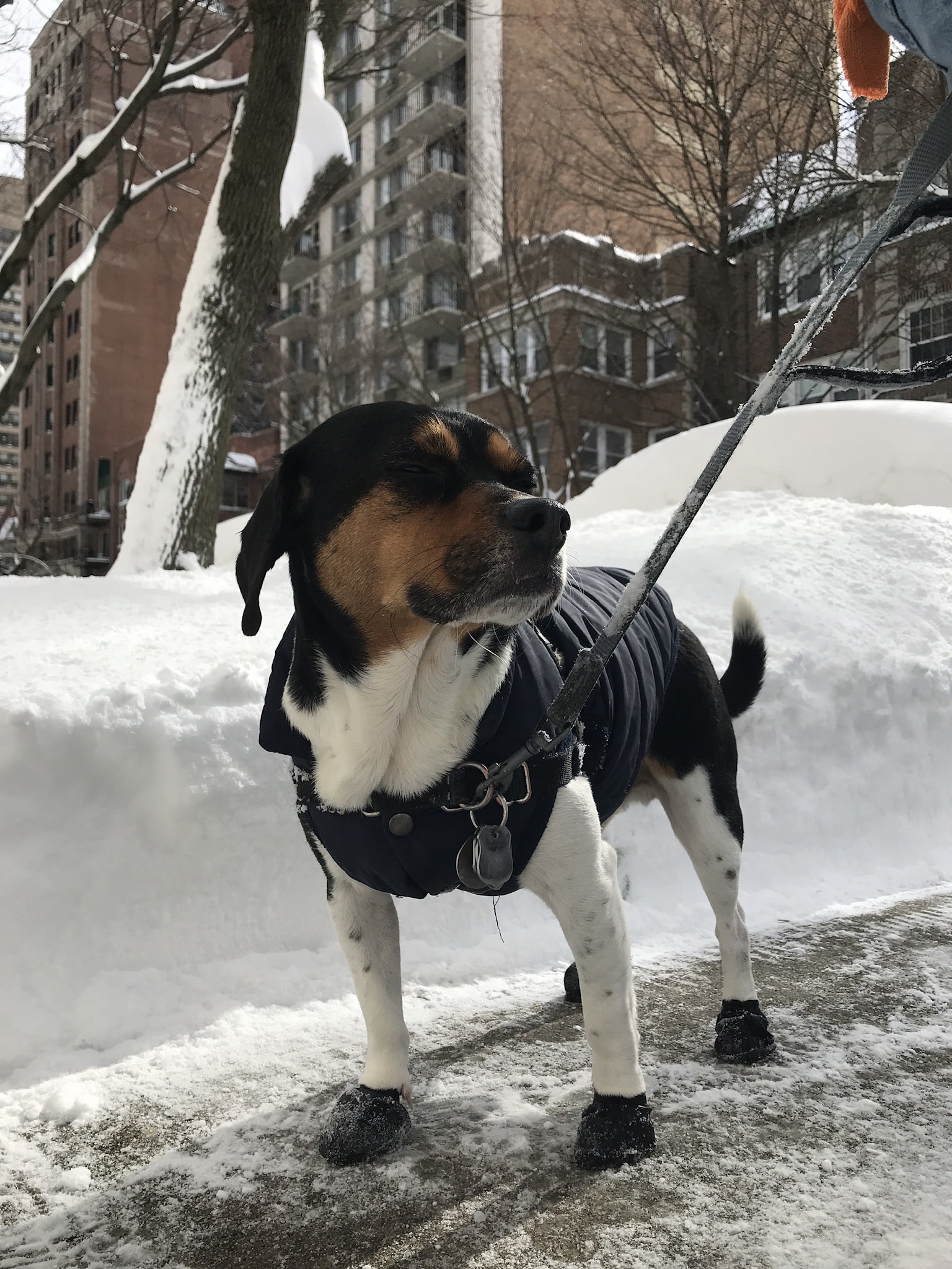 Lakeview Dogs - Chicago, IL