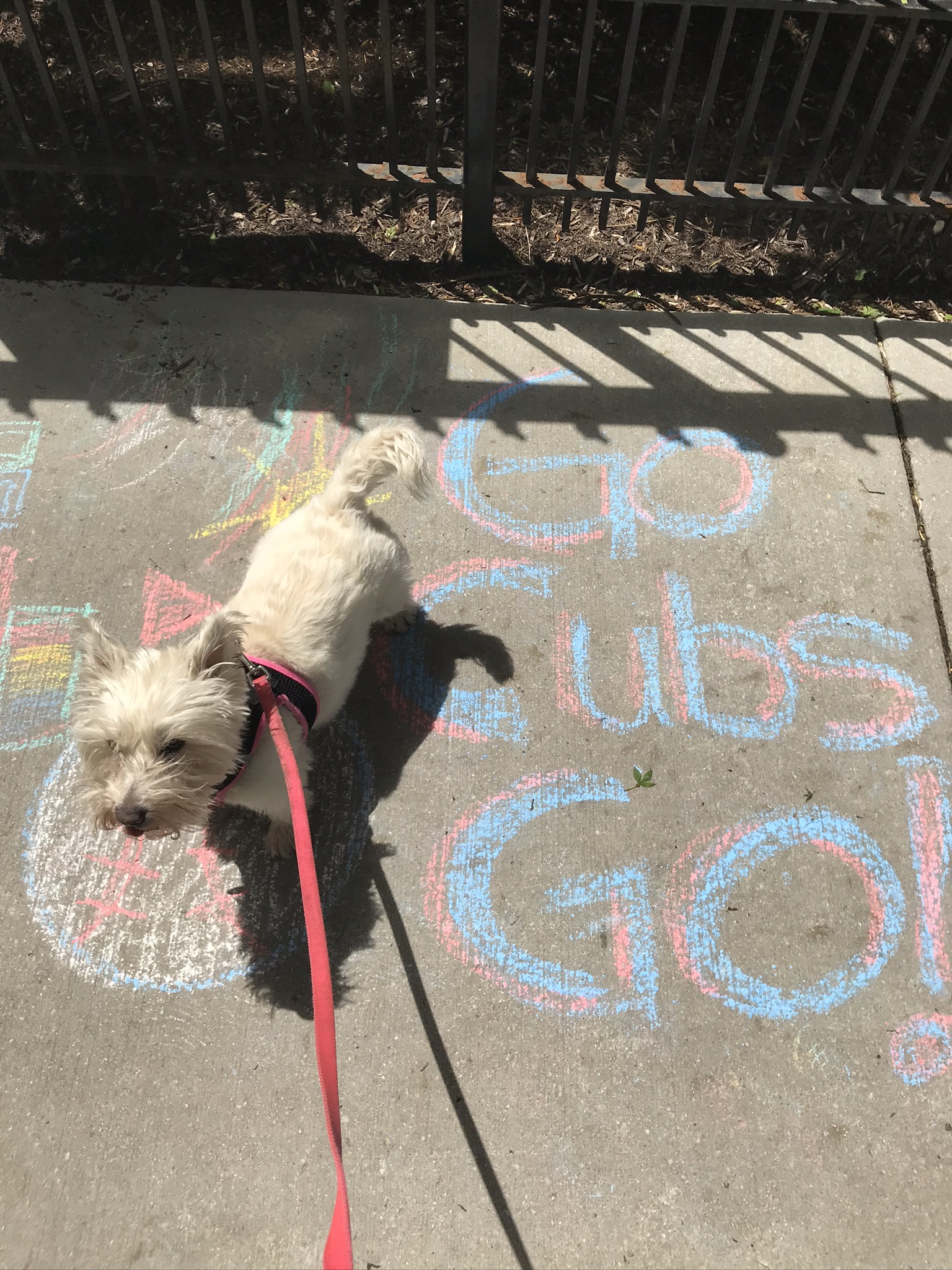 Lakeview Dogs - Chicago, IL