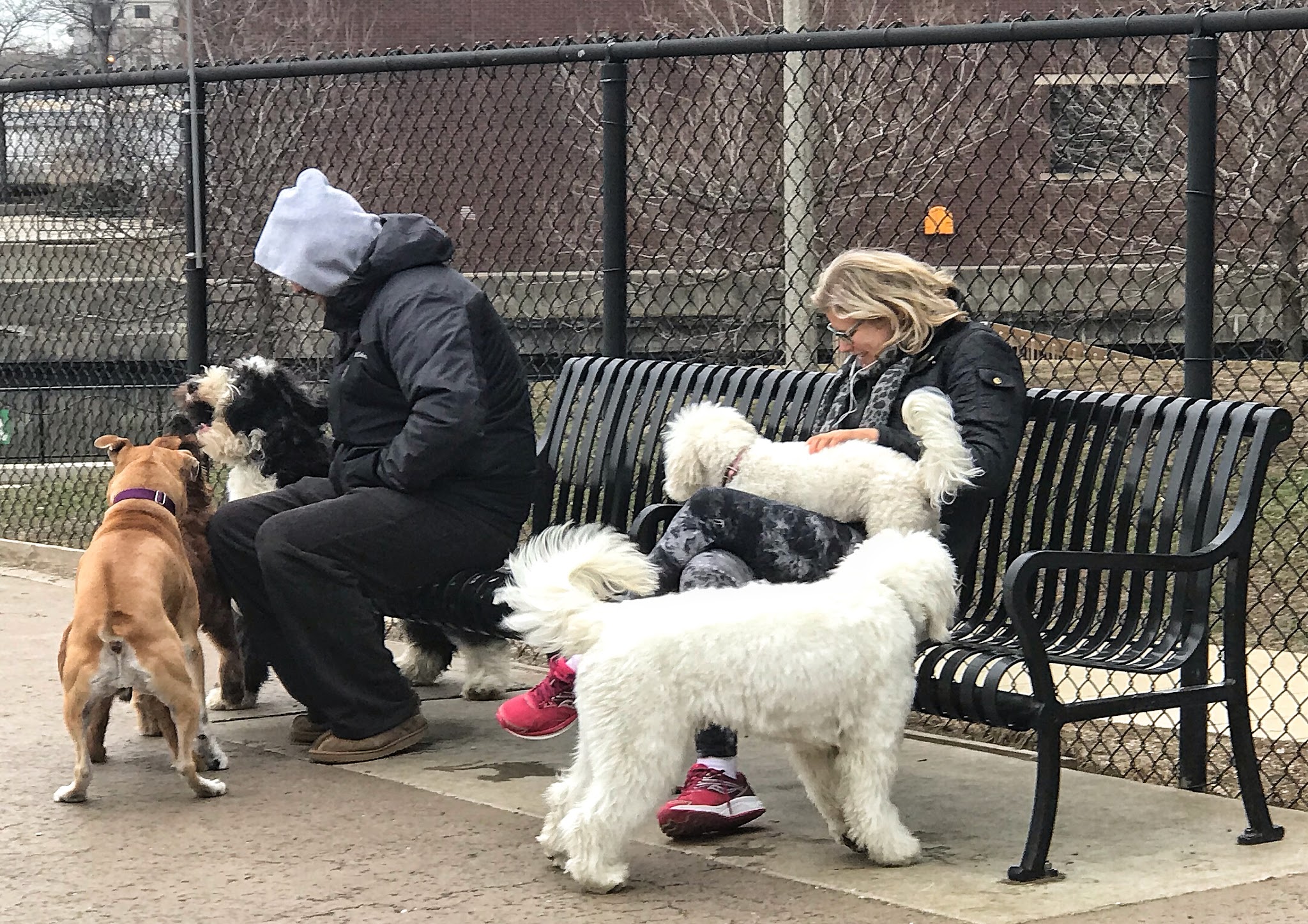 Larrabee Dog Park - Chicago, IL